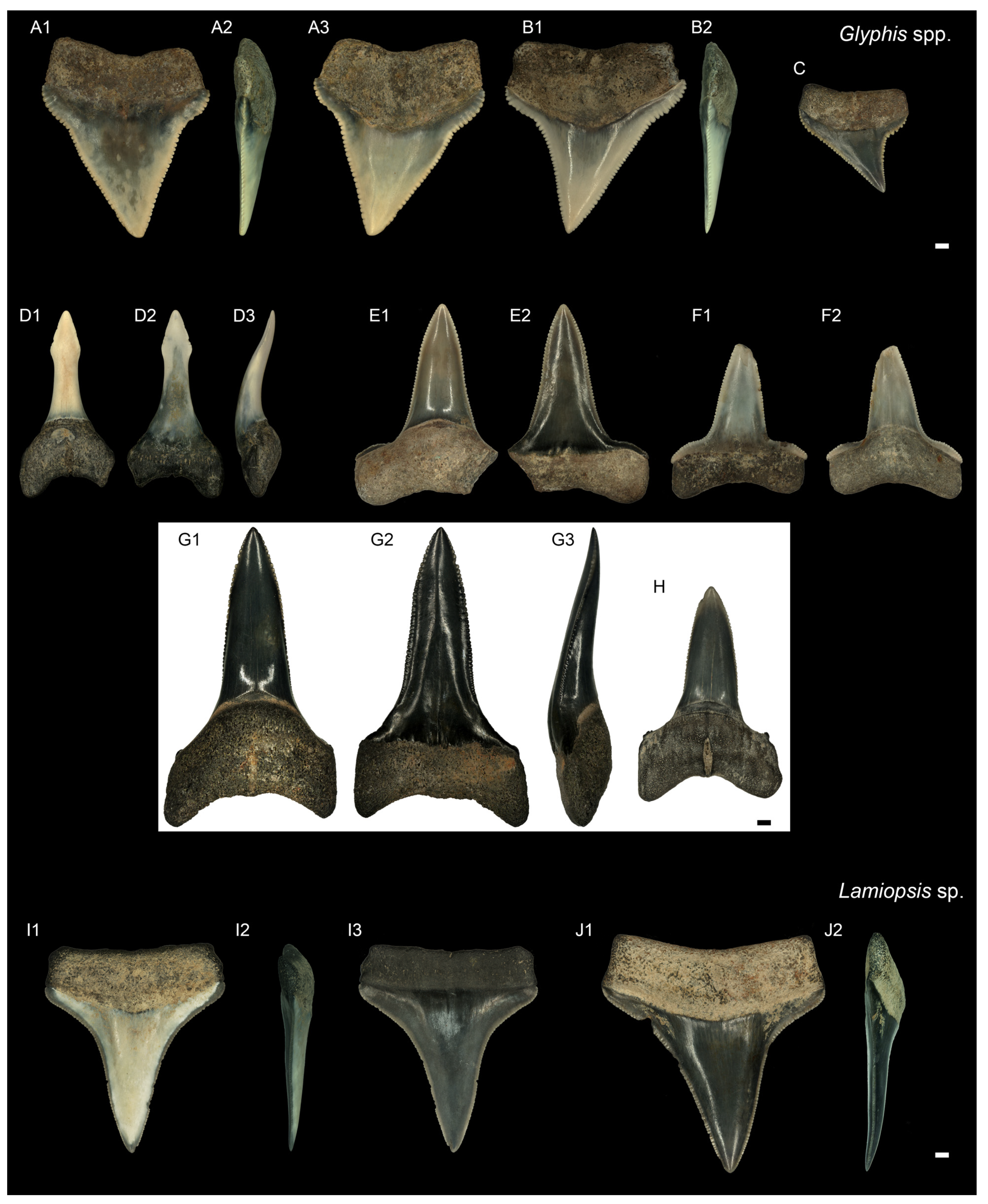 Diversity 16 00323 g007