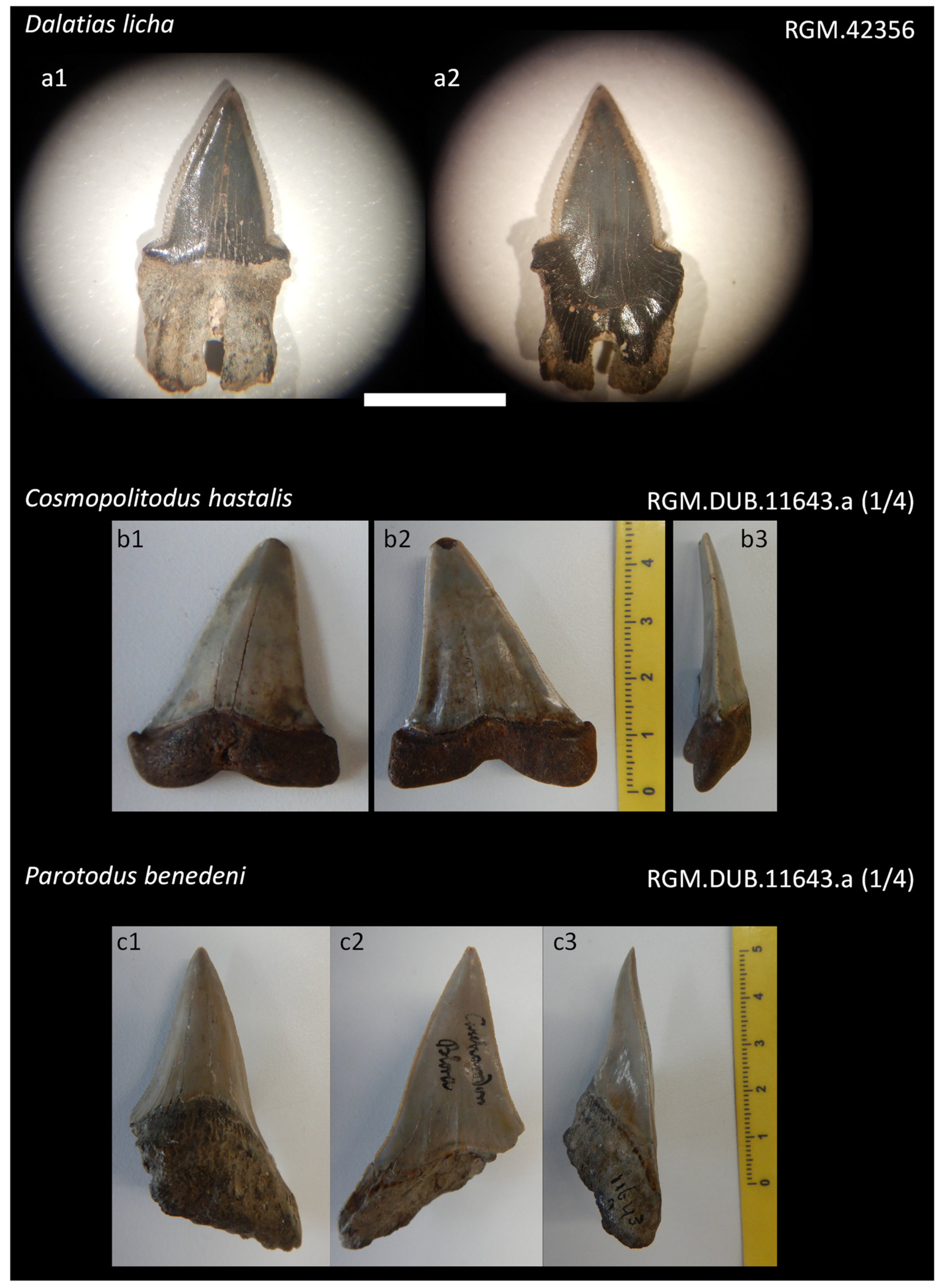 Diversity 16 00323 g0a2