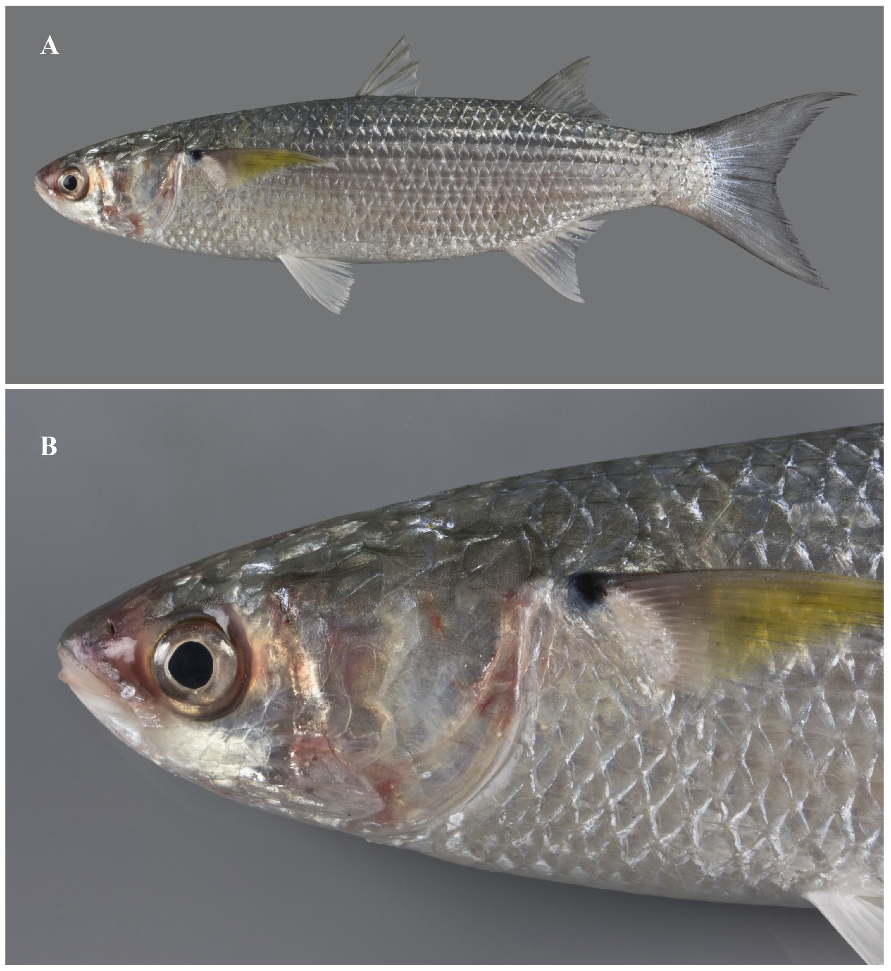 Diversity 16 00325 g005