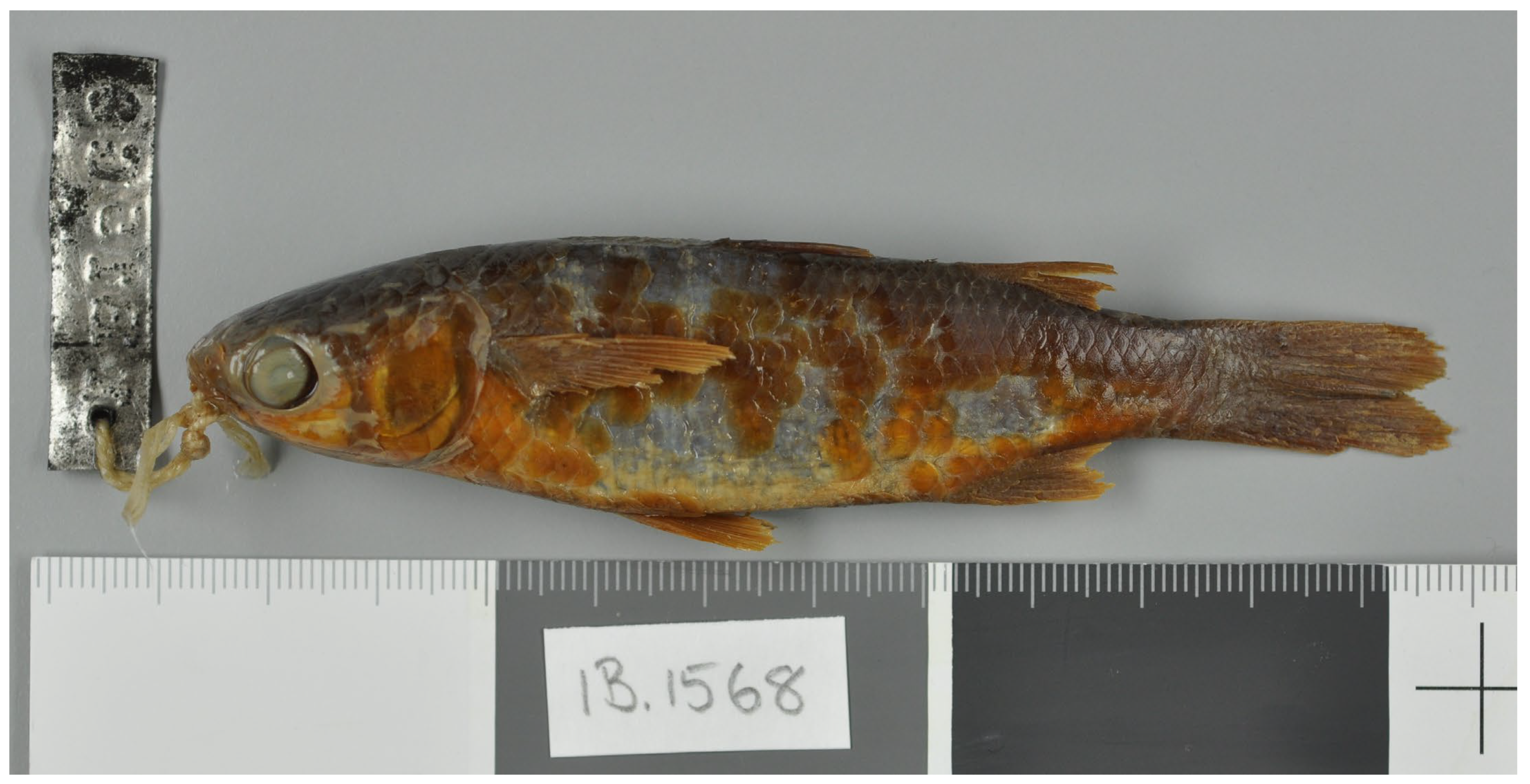 Diversity 16 00325 g006