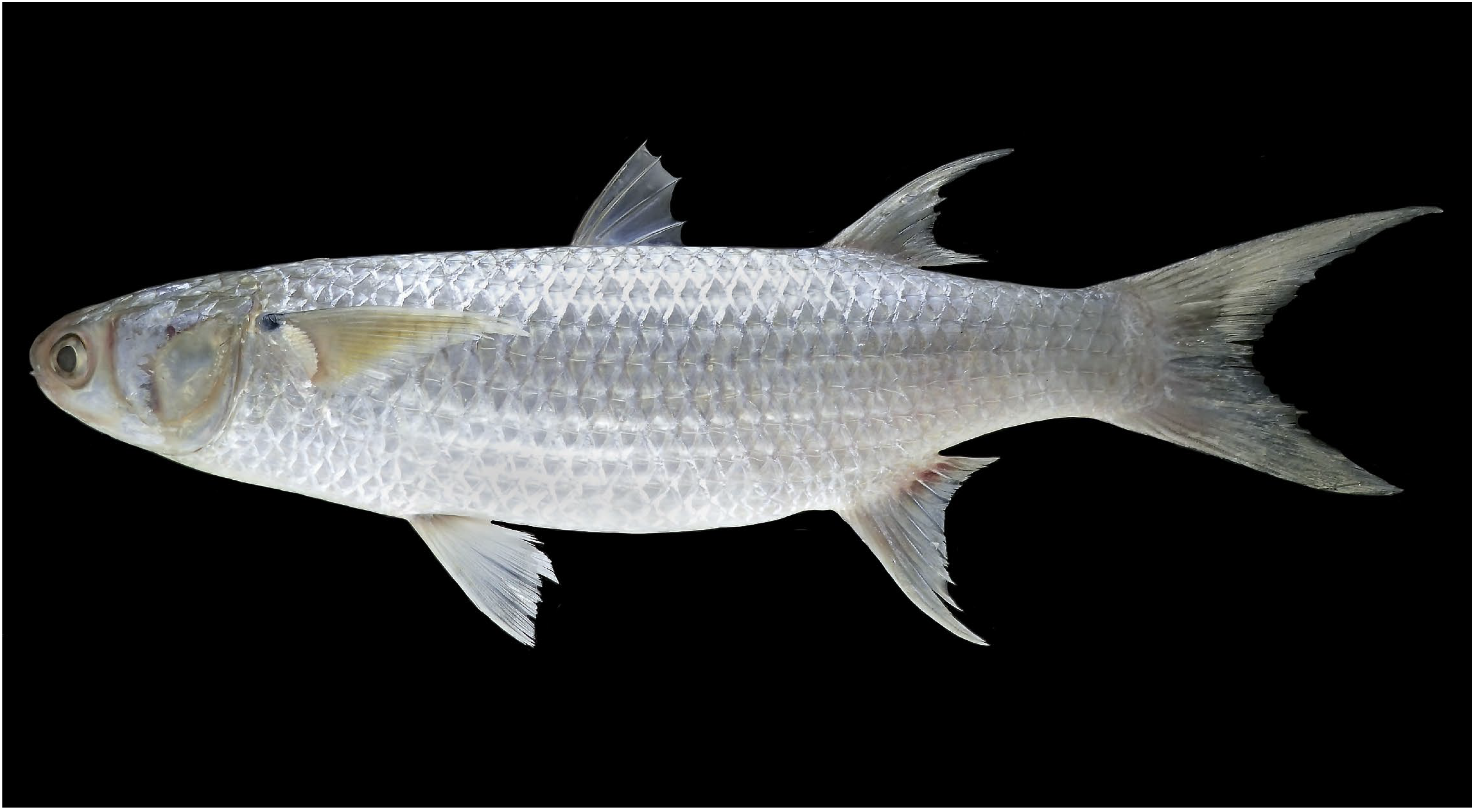 Diversity 16 00325 g007