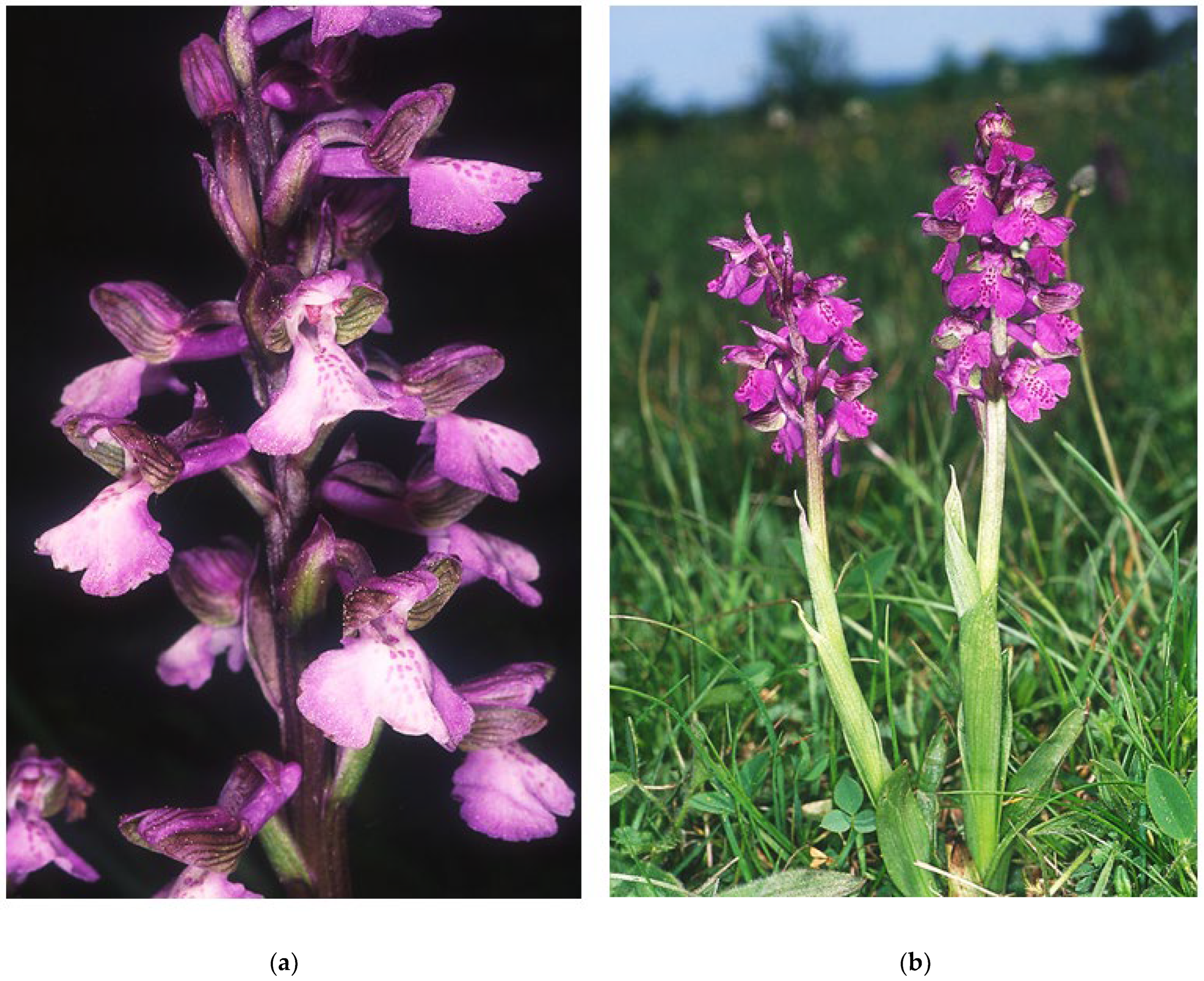 Diversity 16 00327 g001 Diversity 16 00327 g001