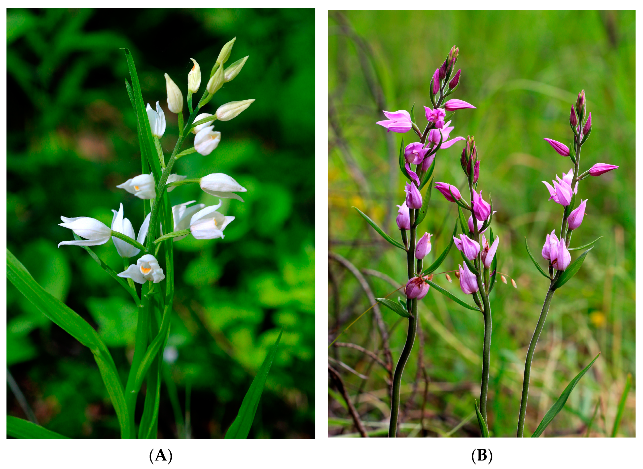 Diversity 16 00333 g001