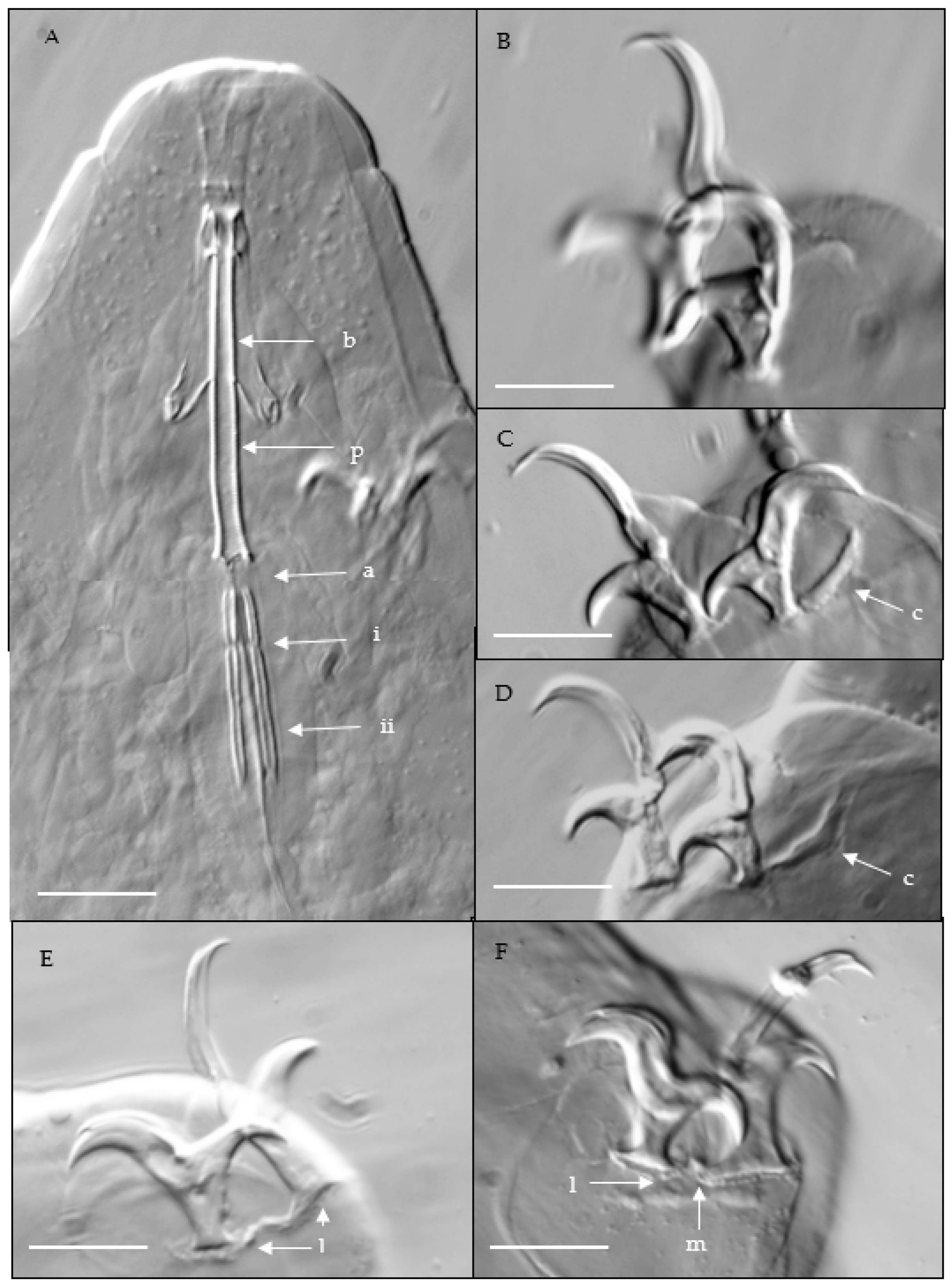Diversity 16 00334 g002