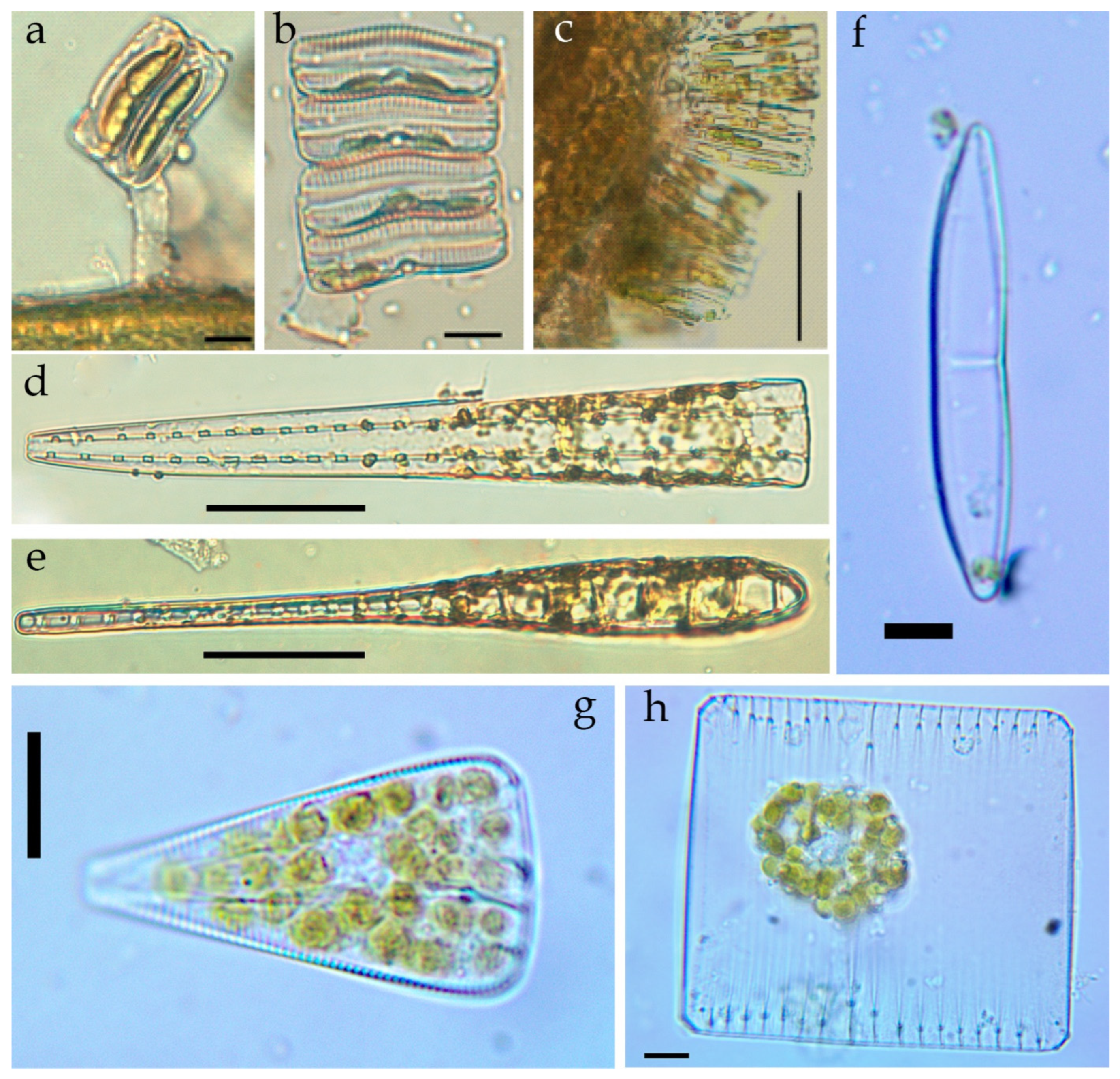 Diversity 16 00338 g0a1