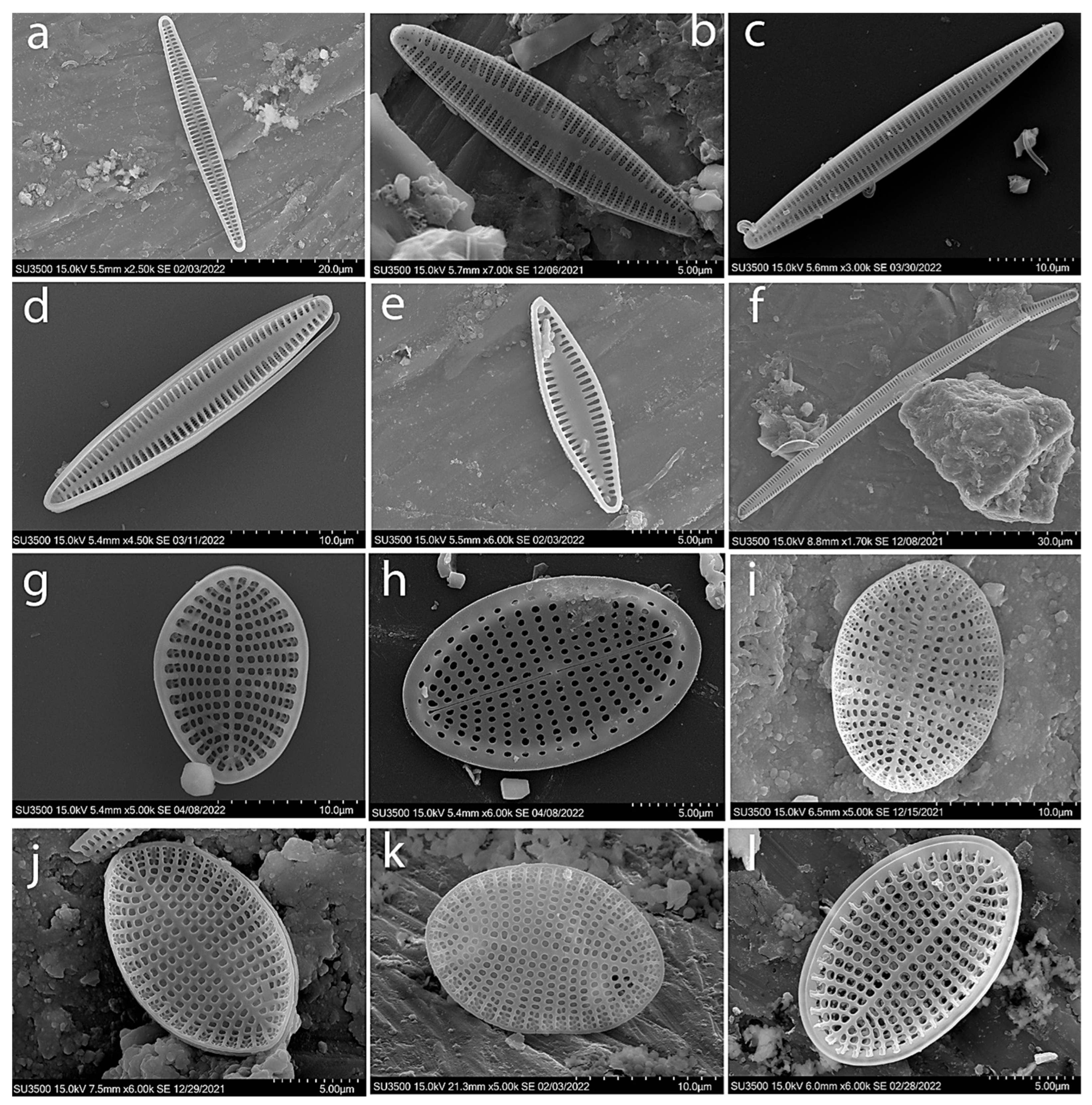 Diversity 16 00338 g0a4