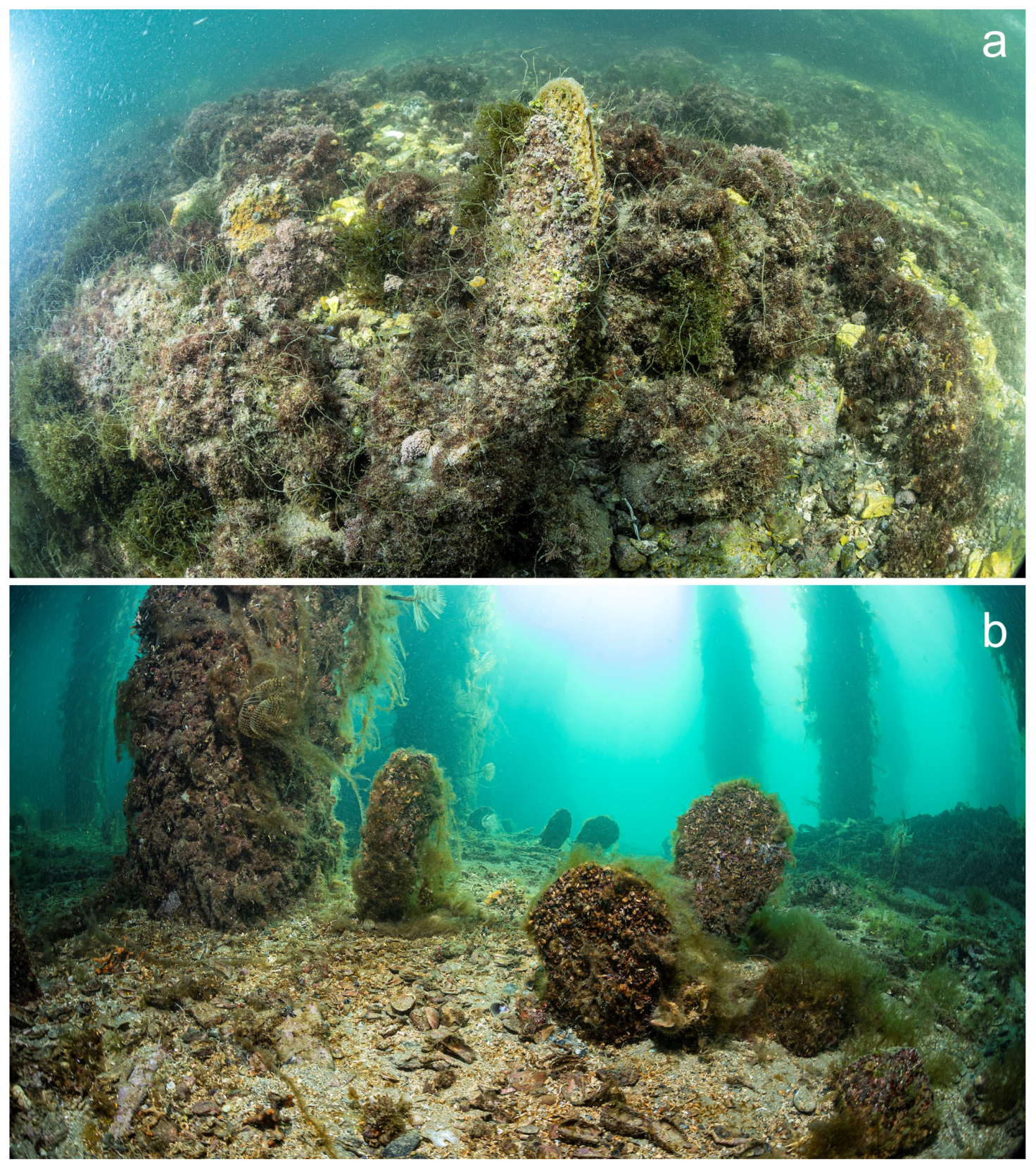 Diversity 16 00341 g004