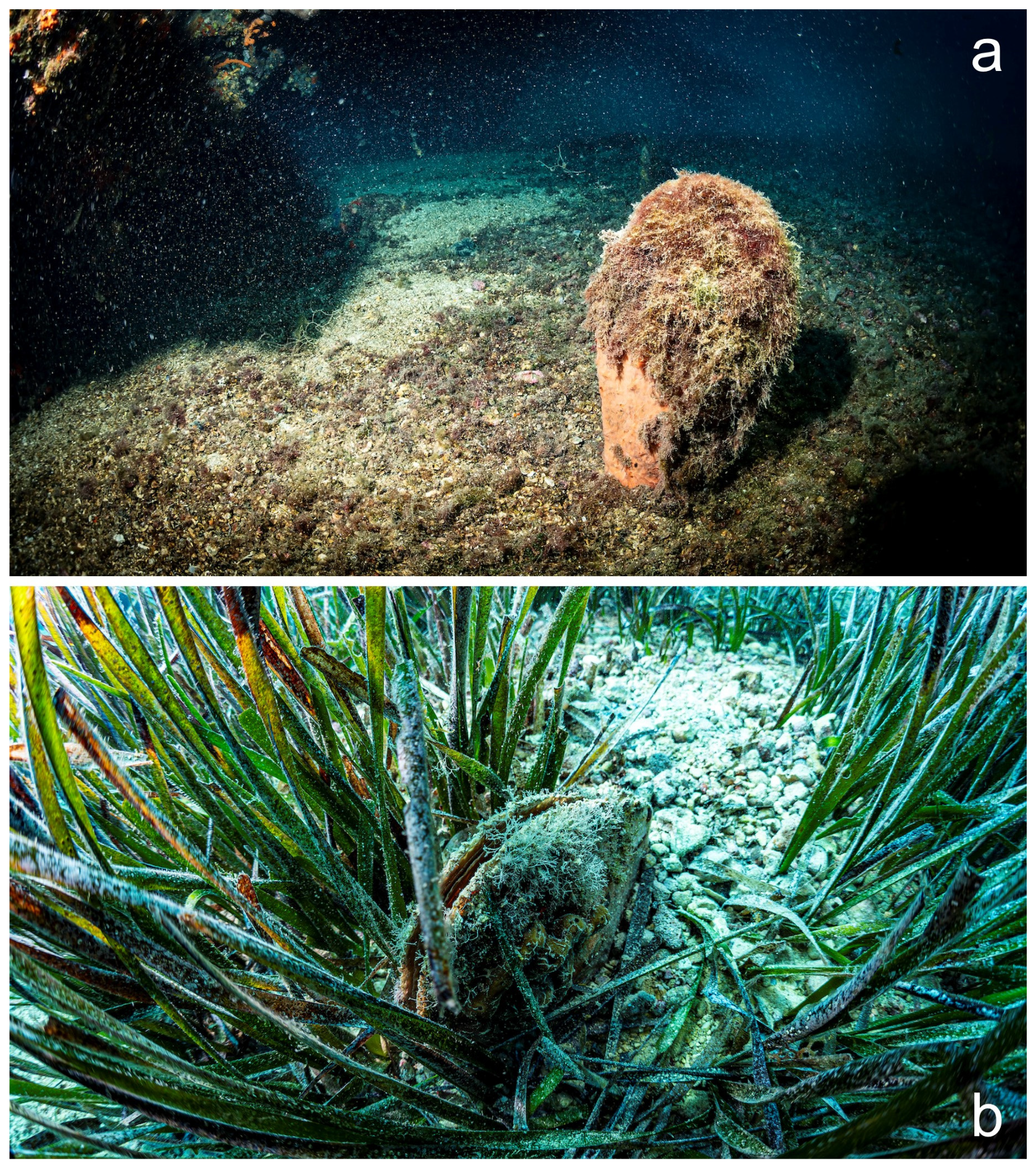 Diversity 16 00341 g005