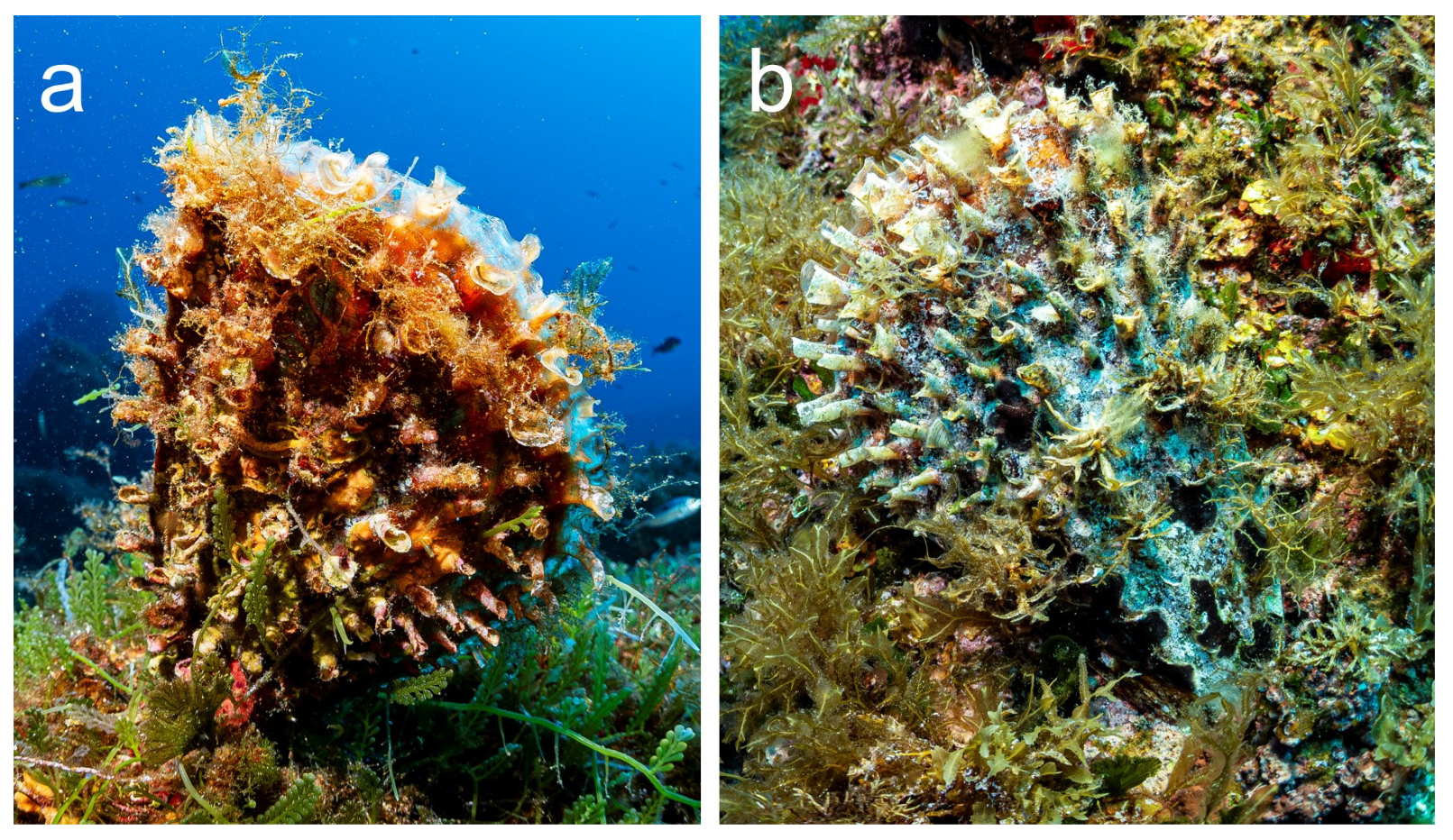 Diversity 16 00341 g007