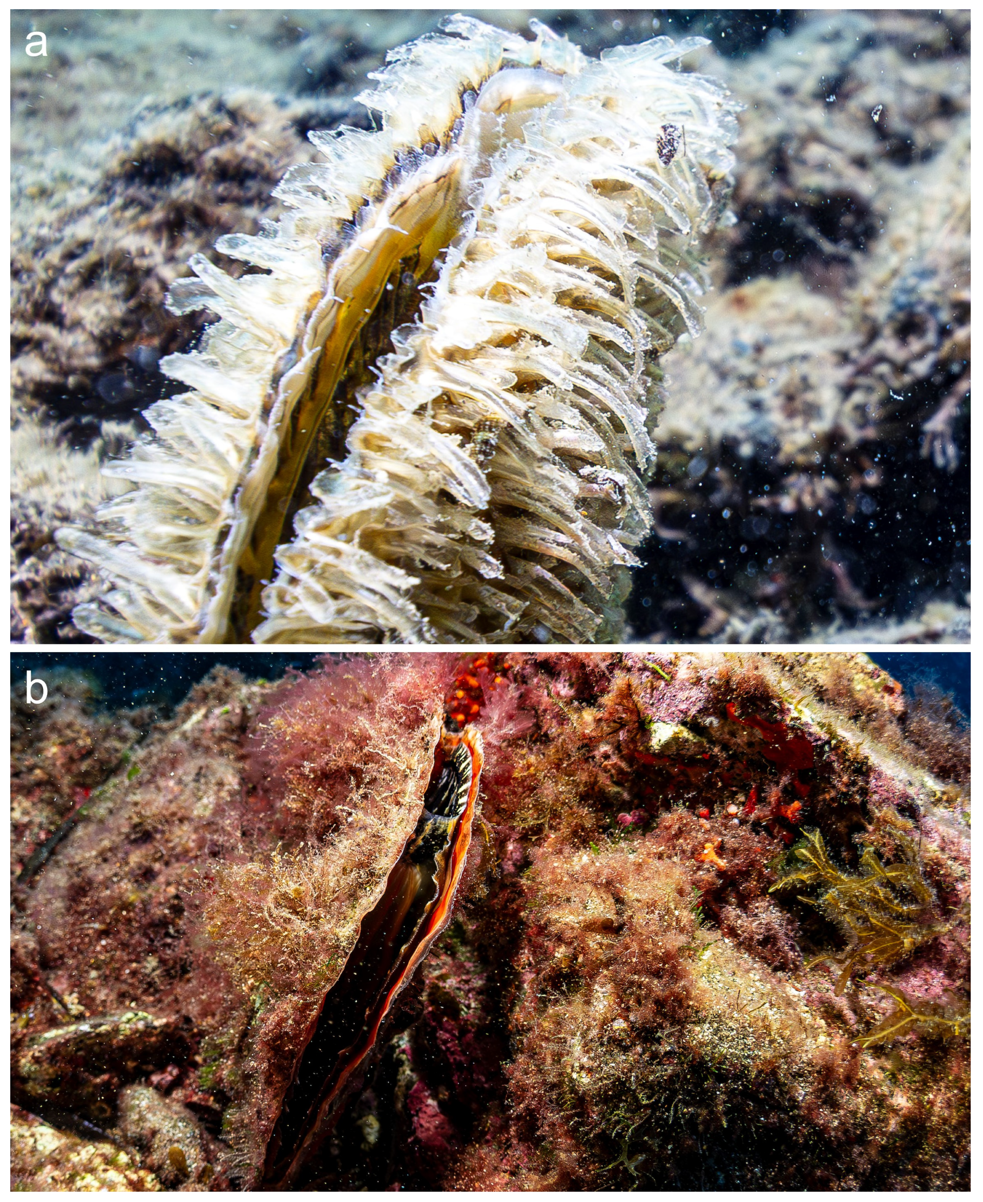 Diversity 16 00341 g008