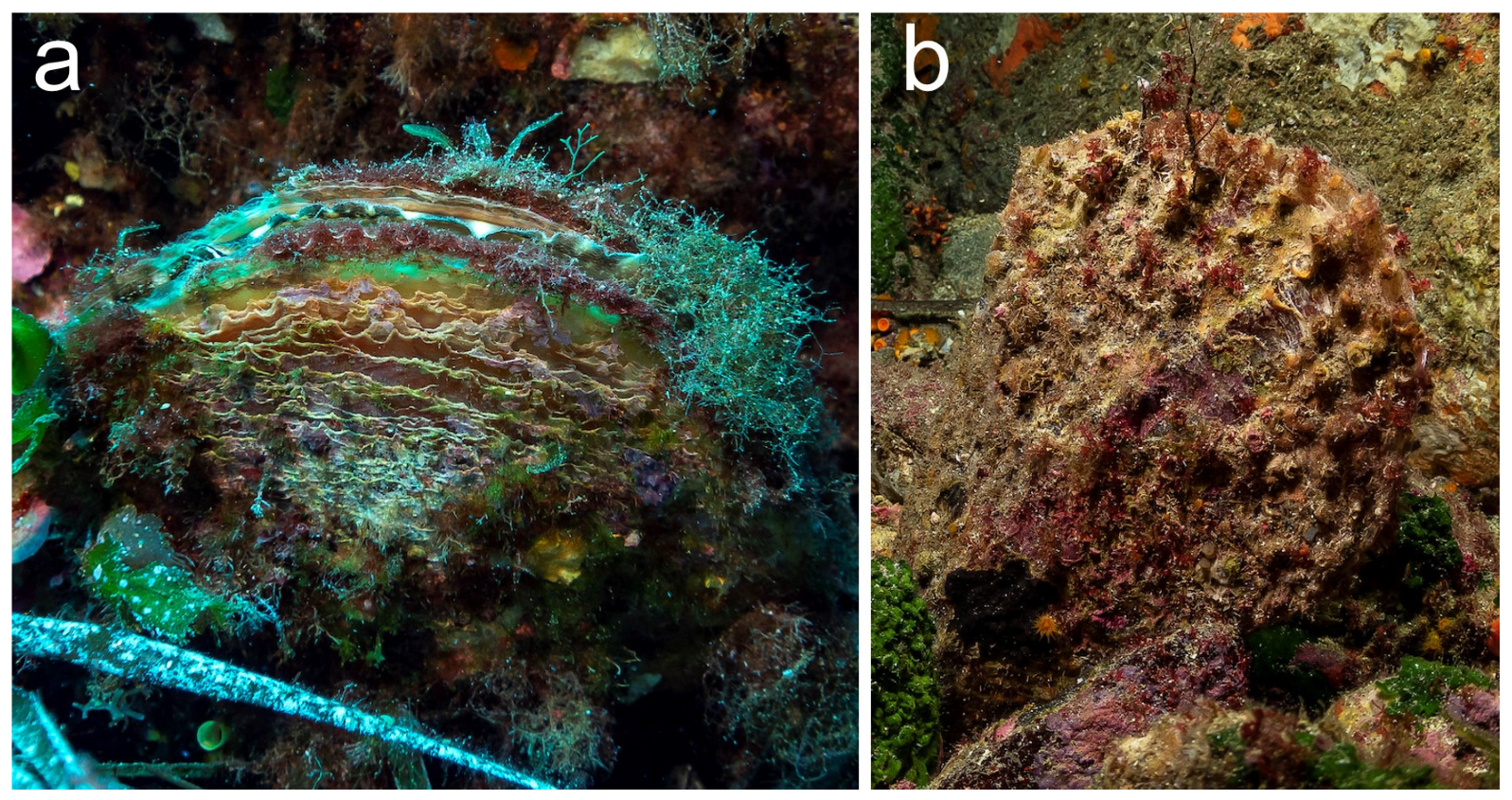 Diversity 16 00341 g009