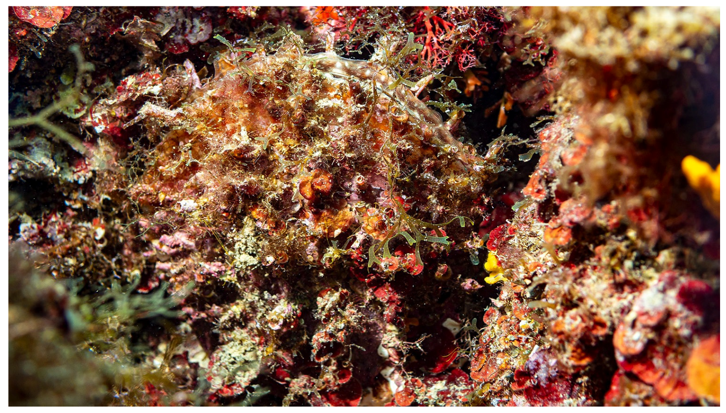 Diversity 16 00341 g010