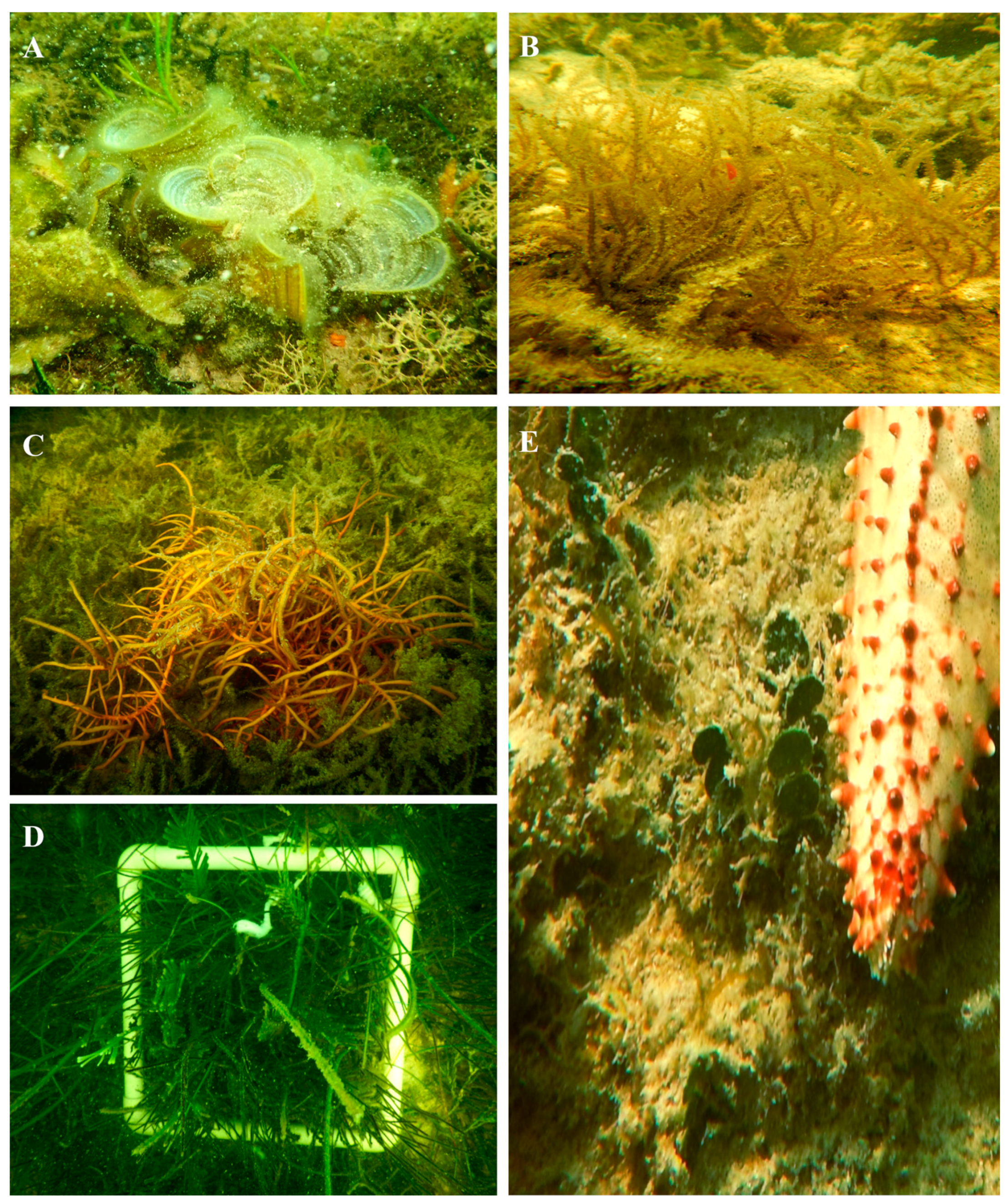 Diversity 16 00344 g004 Diversity 16 00344 g004