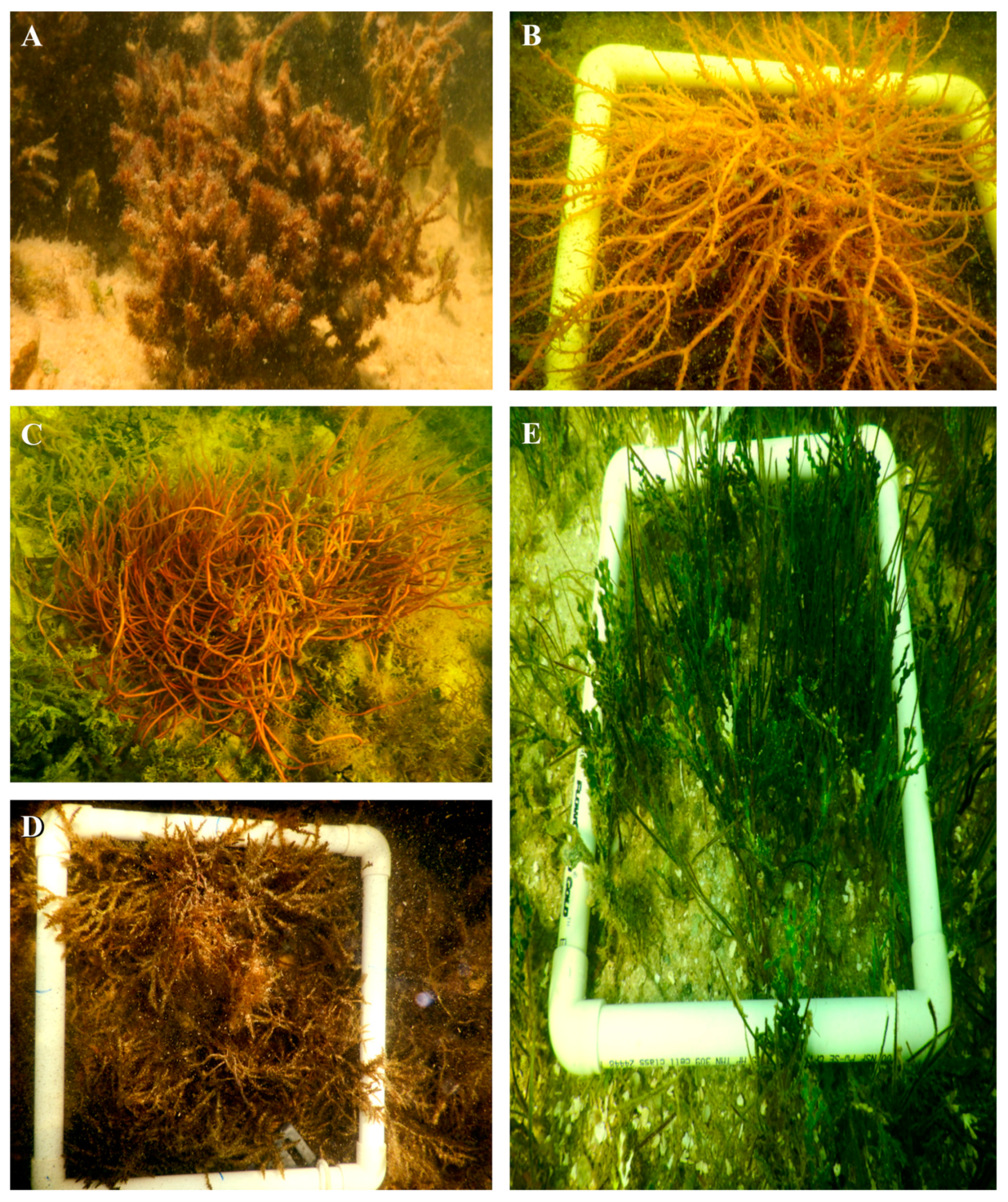 Diversity 16 00344 g007 Diversity 16 00344 g007