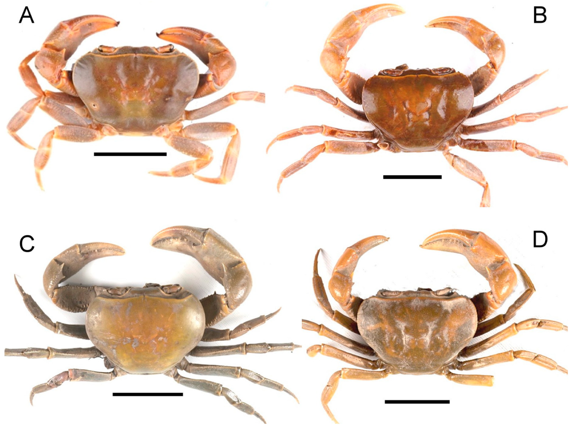 Diversity 16 00345 g001