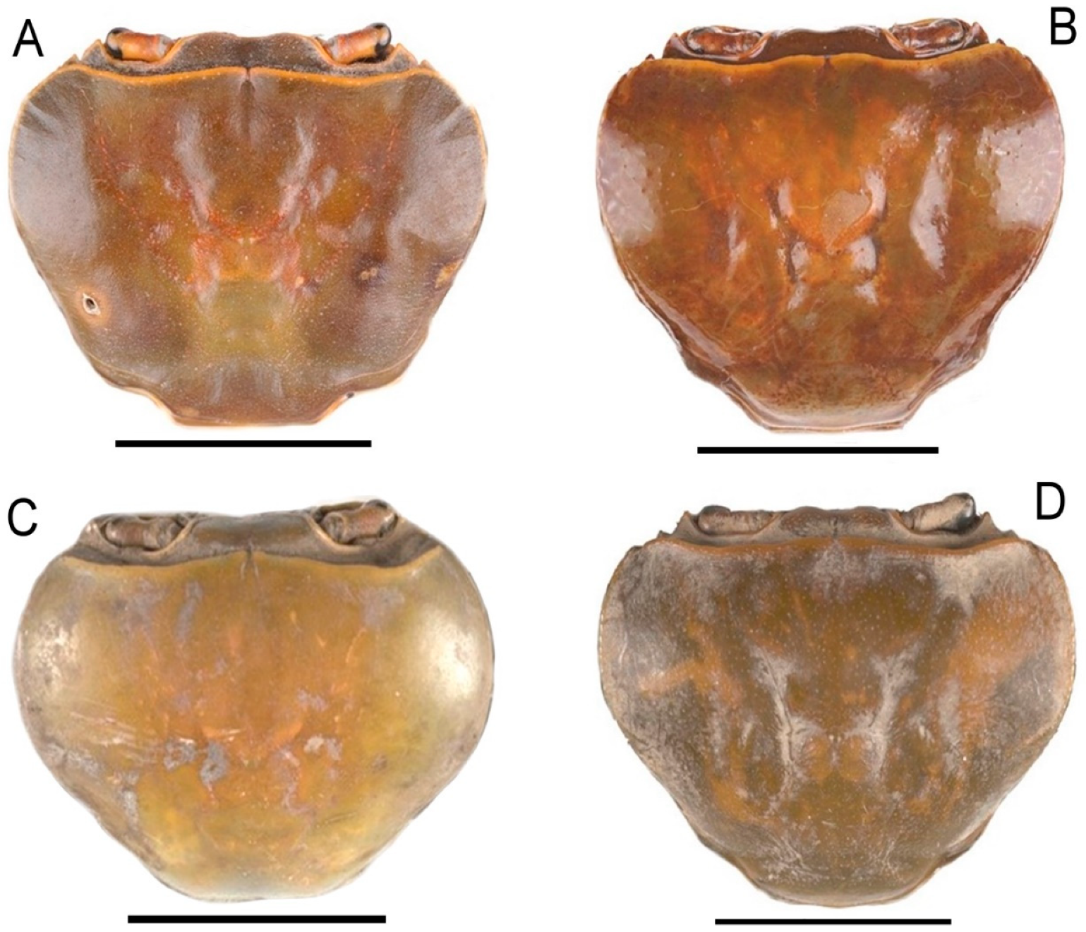 Diversity 16 00345 g002