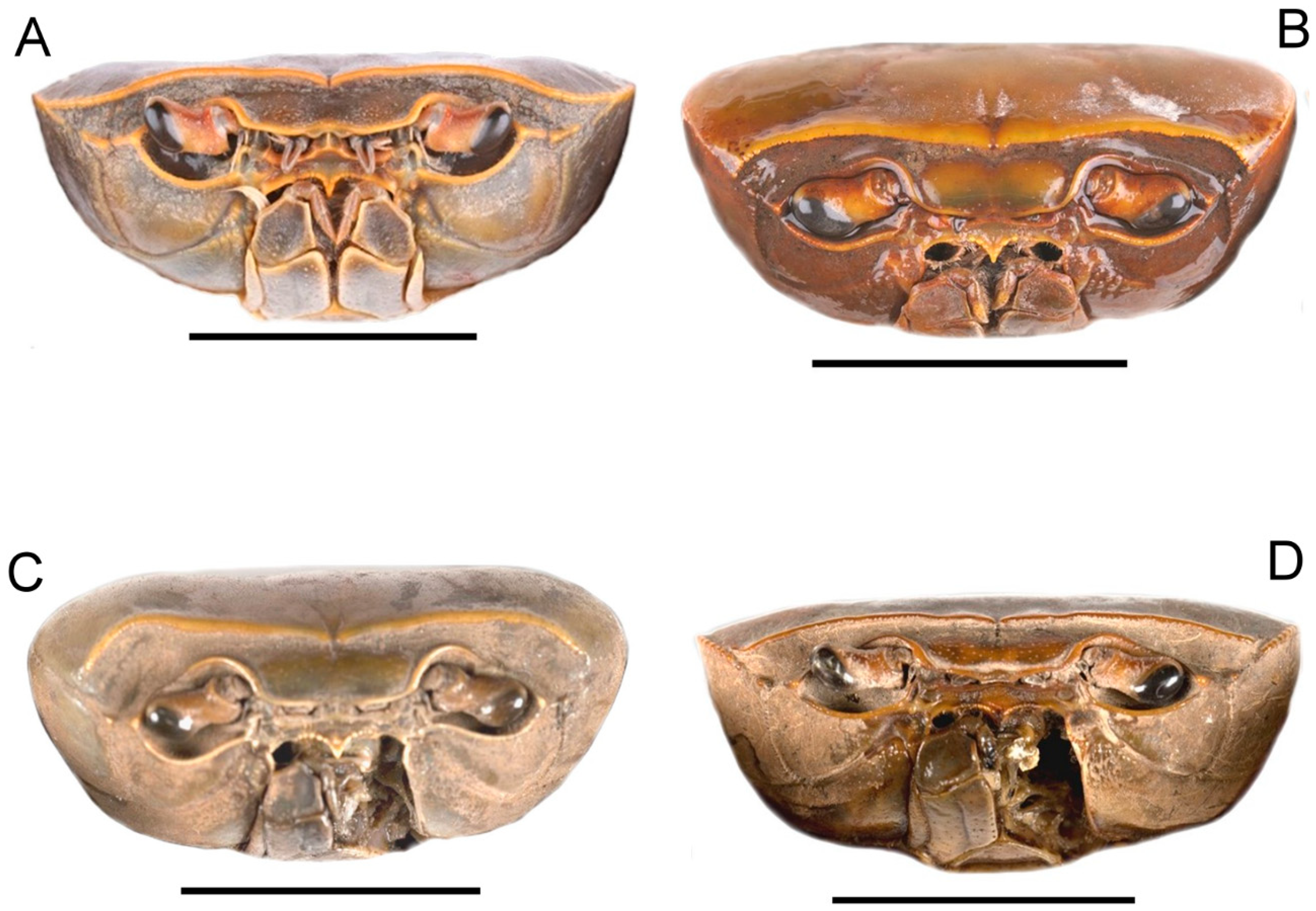 Diversity 16 00345 g003