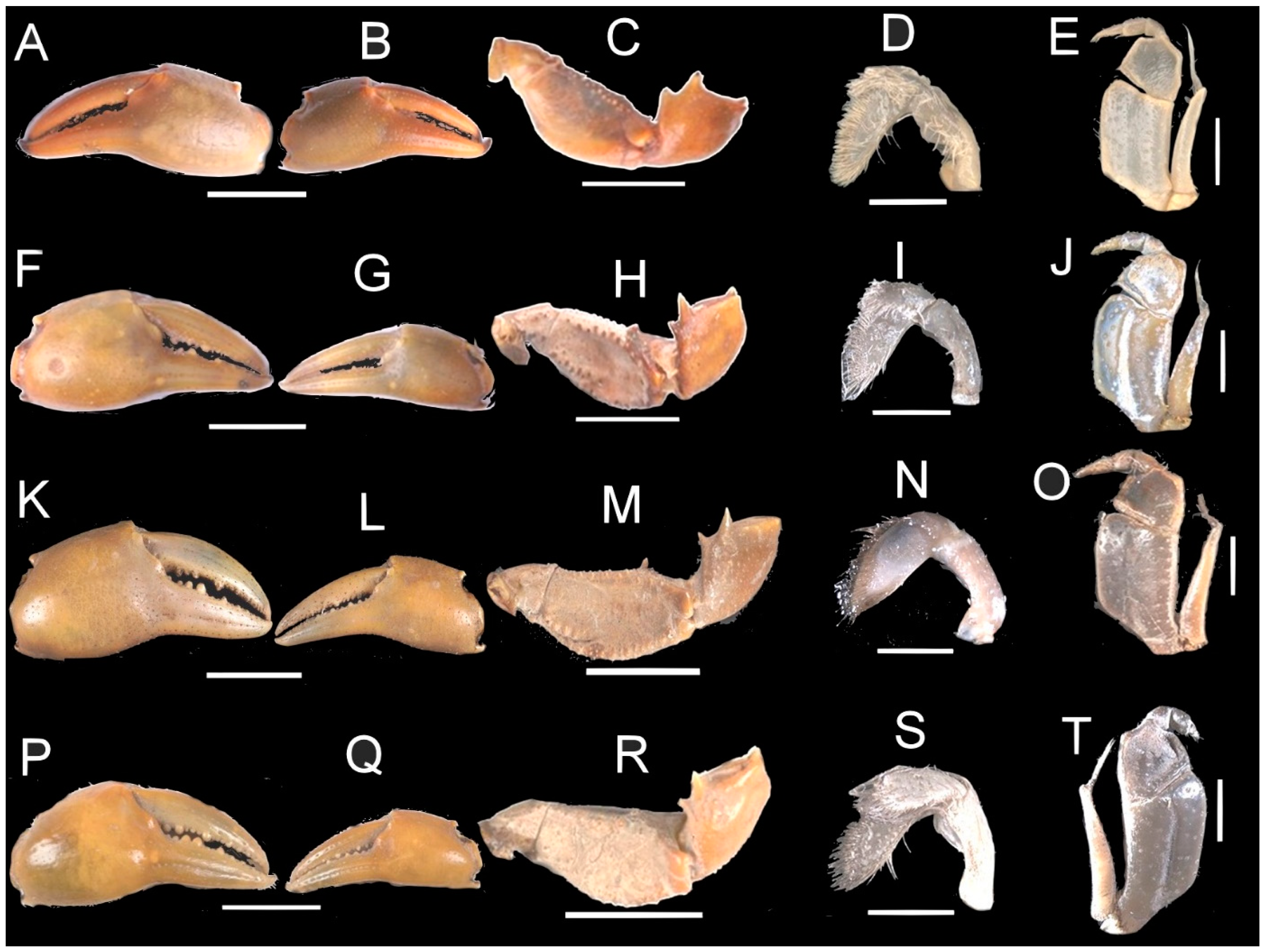 Diversity 16 00345 g005