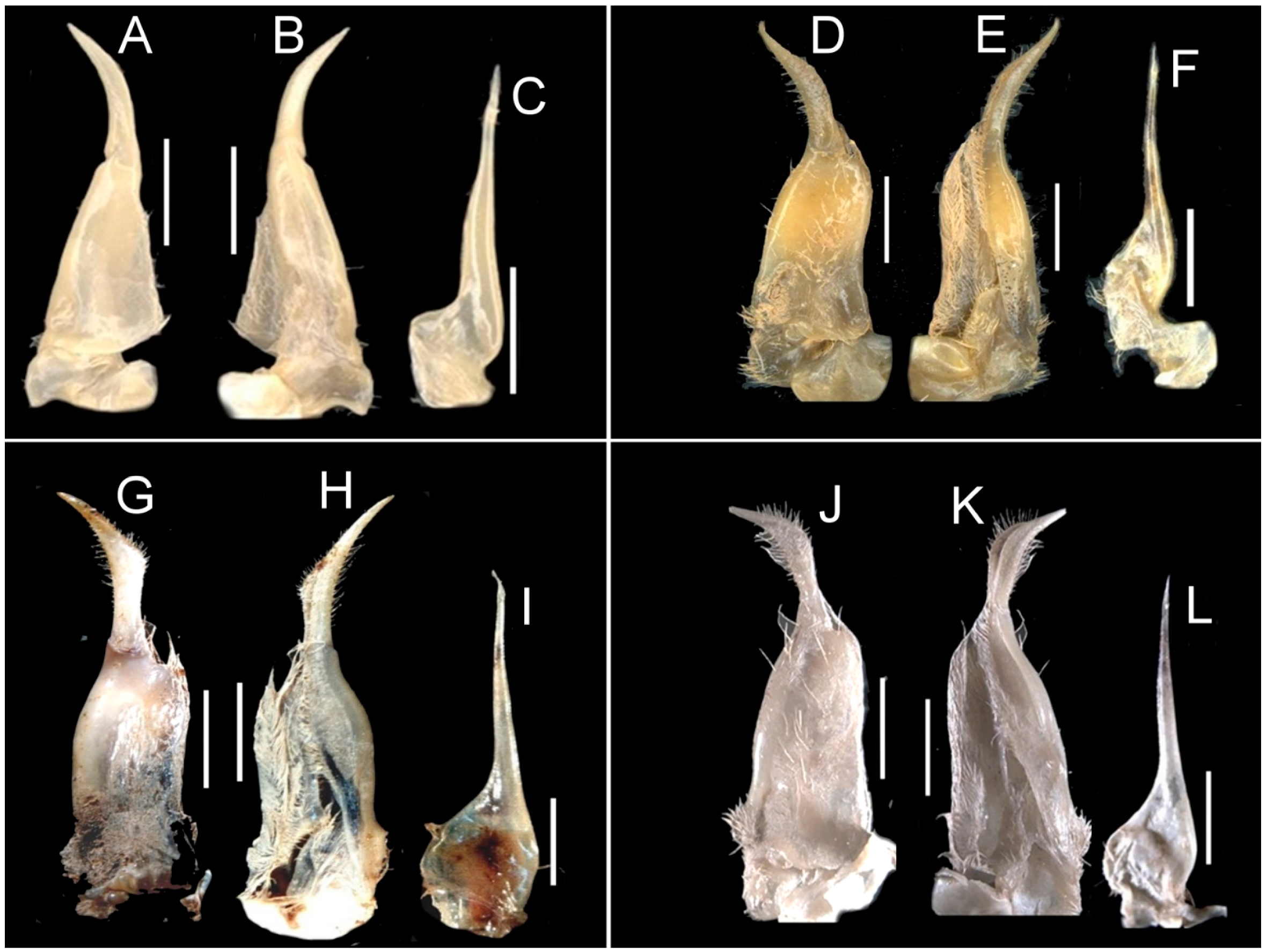Diversity 16 00345 g006