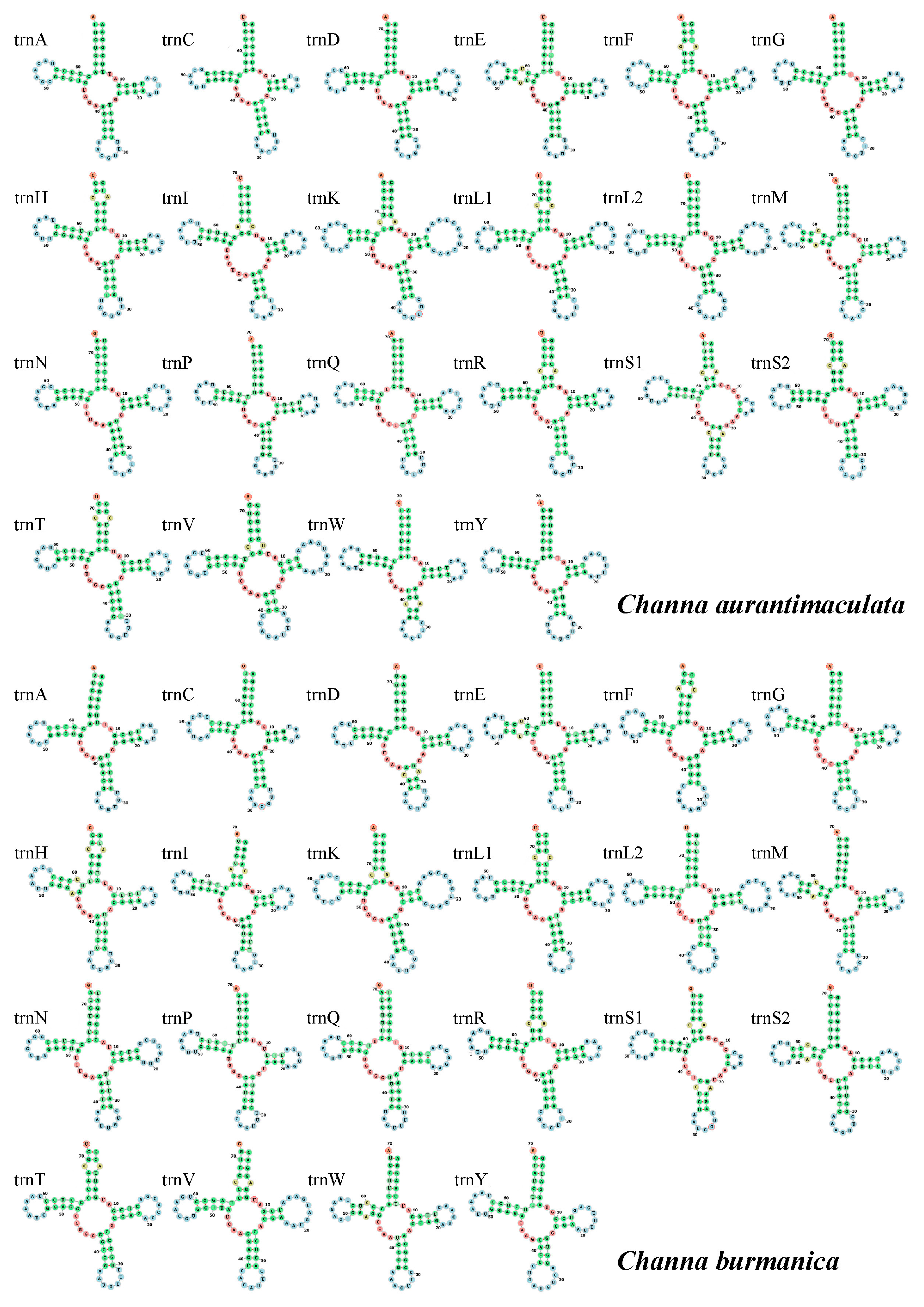 Diversity 16 00346 g005