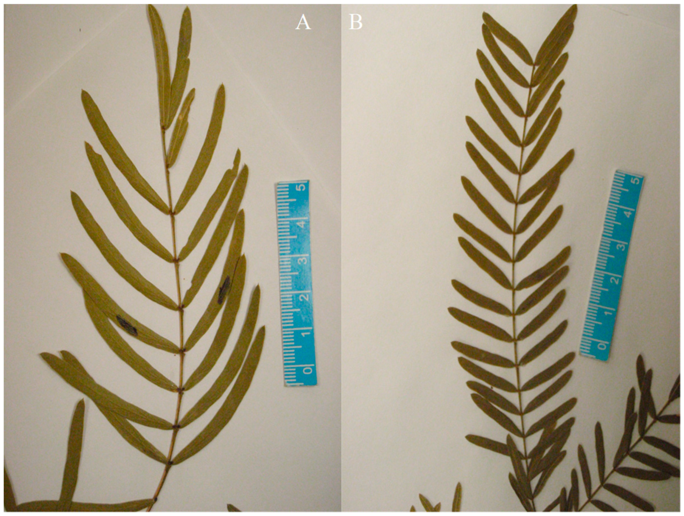 Diversity 16 00351 g003