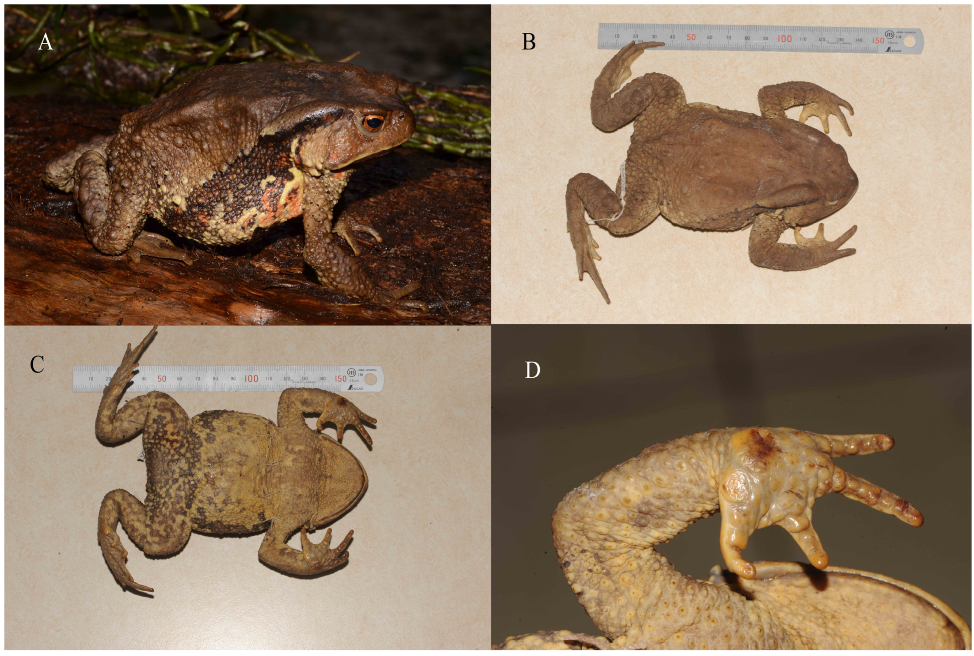 Diversity 16 00361 g004