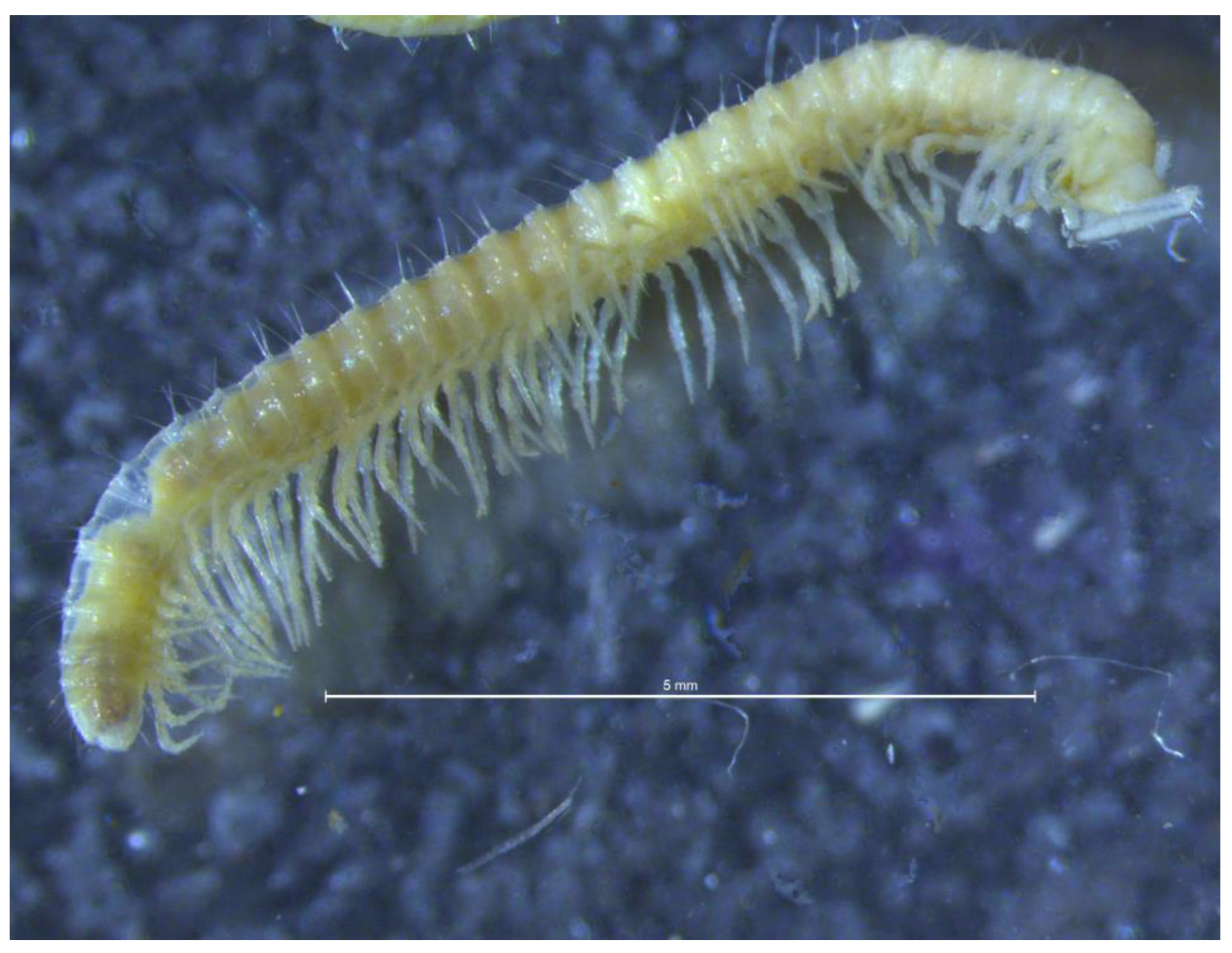 Diversity 16 00364 g004