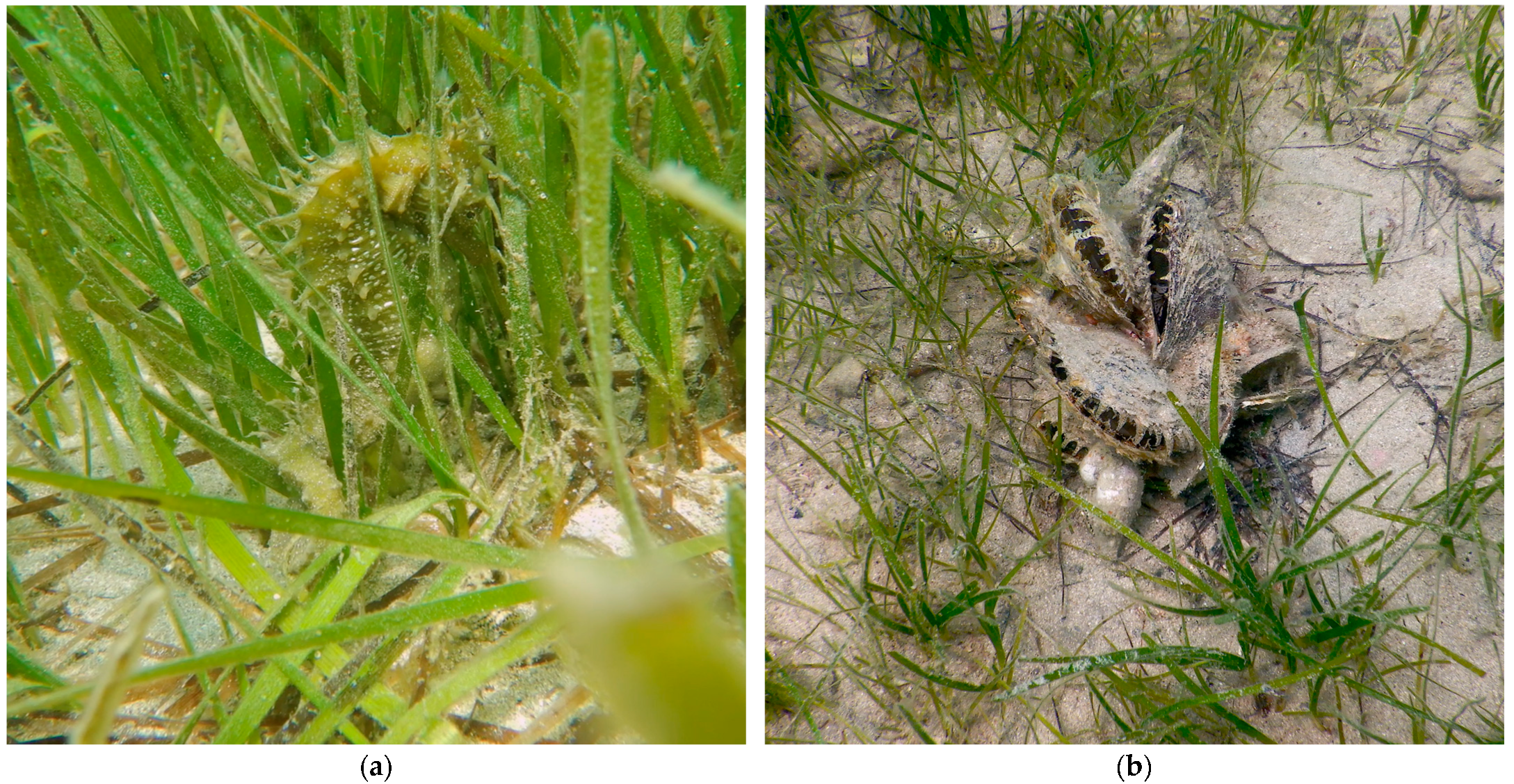 Diversity 16 00368 g002