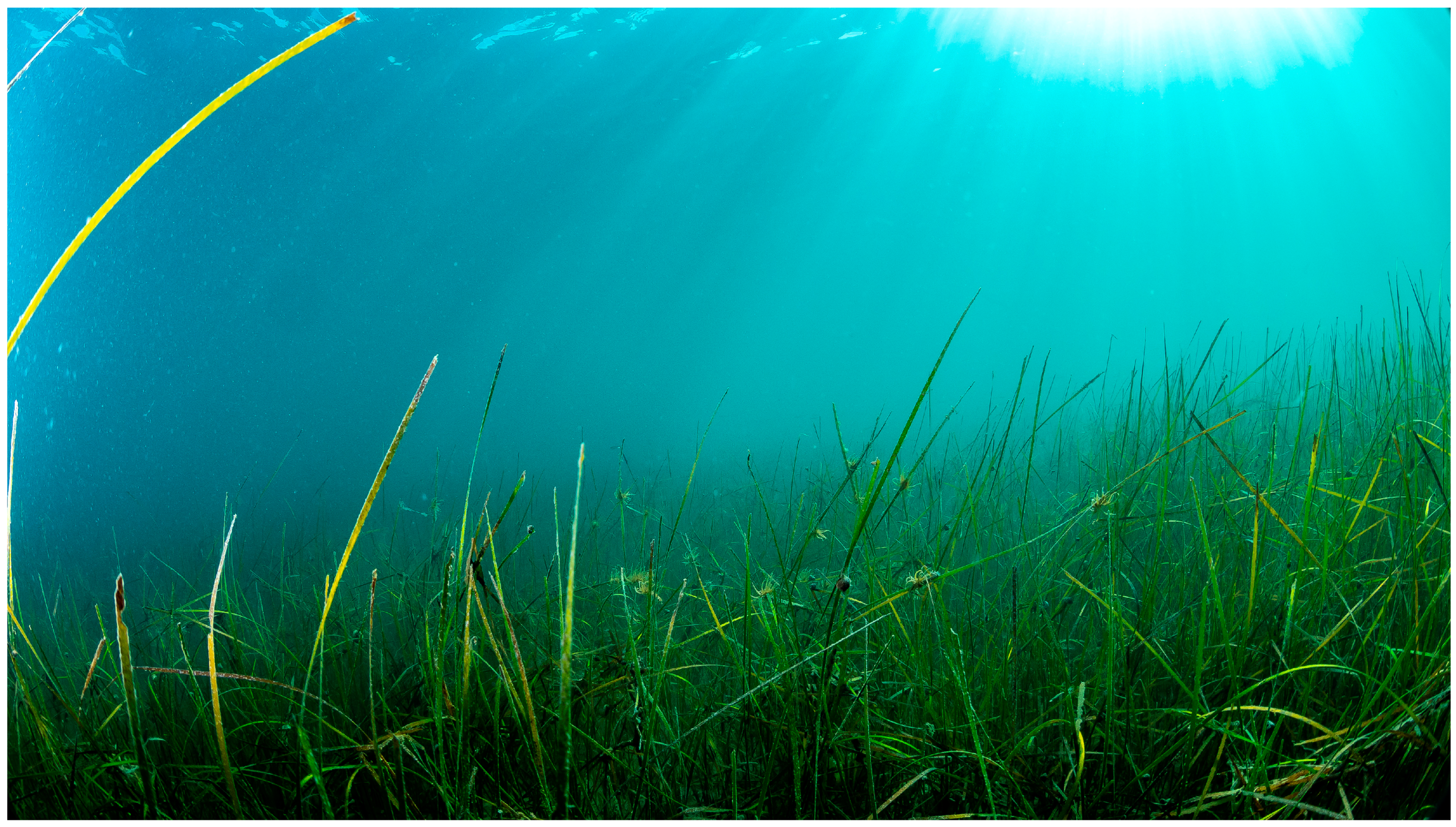 Diversity 16 00368 g003