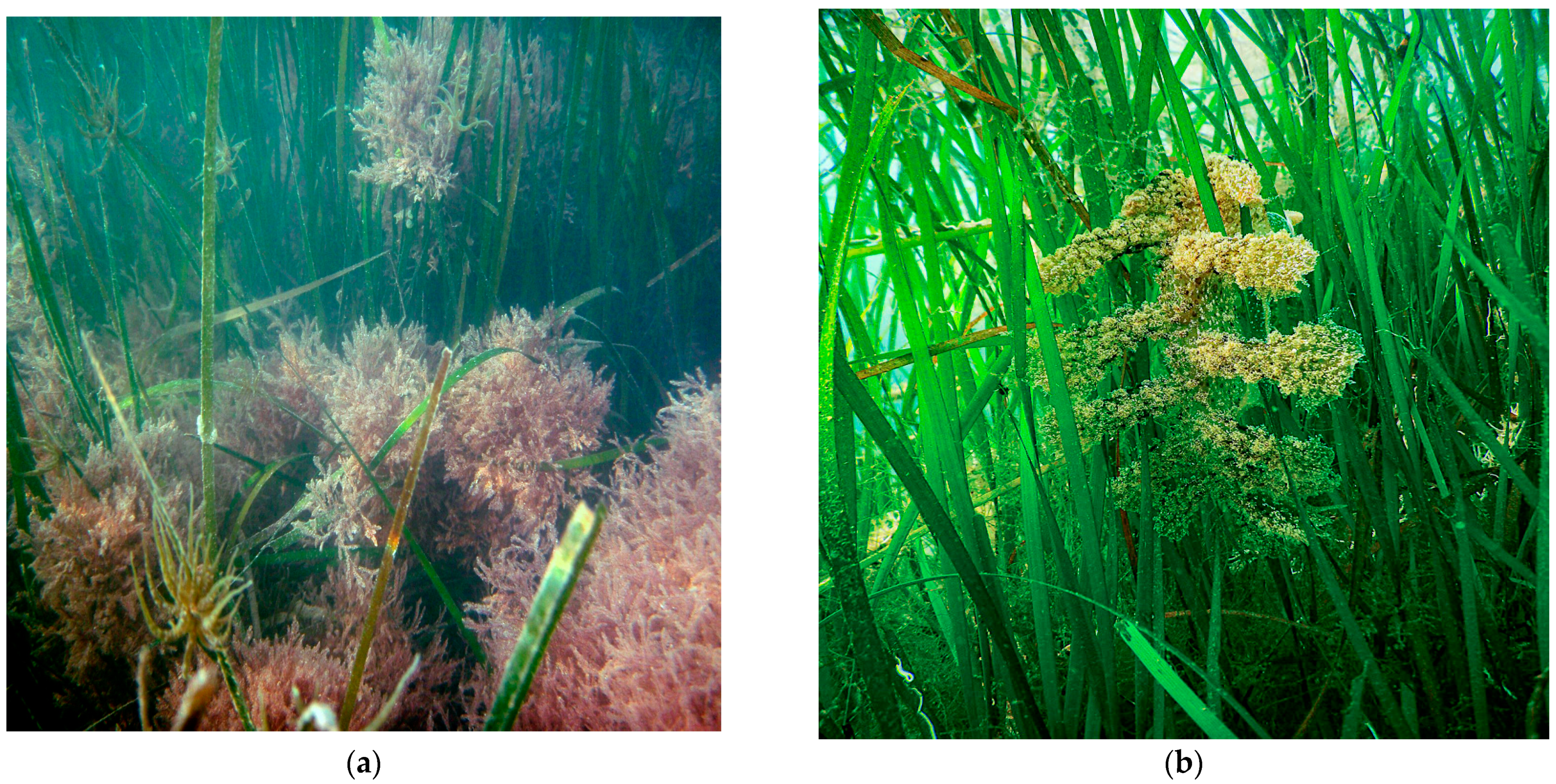 Diversity 16 00368 g005