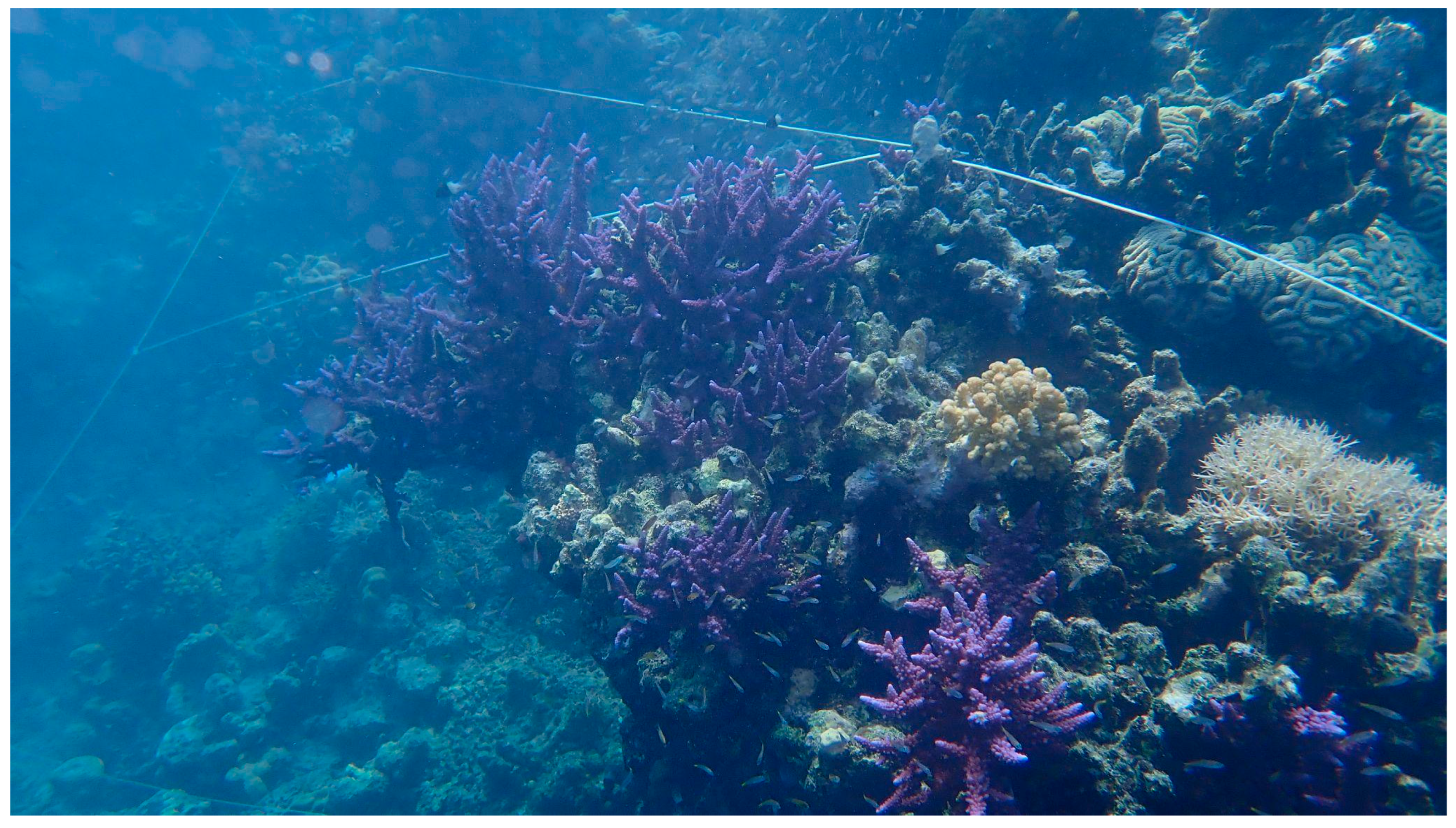 Diversity 16 00379 g005 Diversity 16 00379 g005