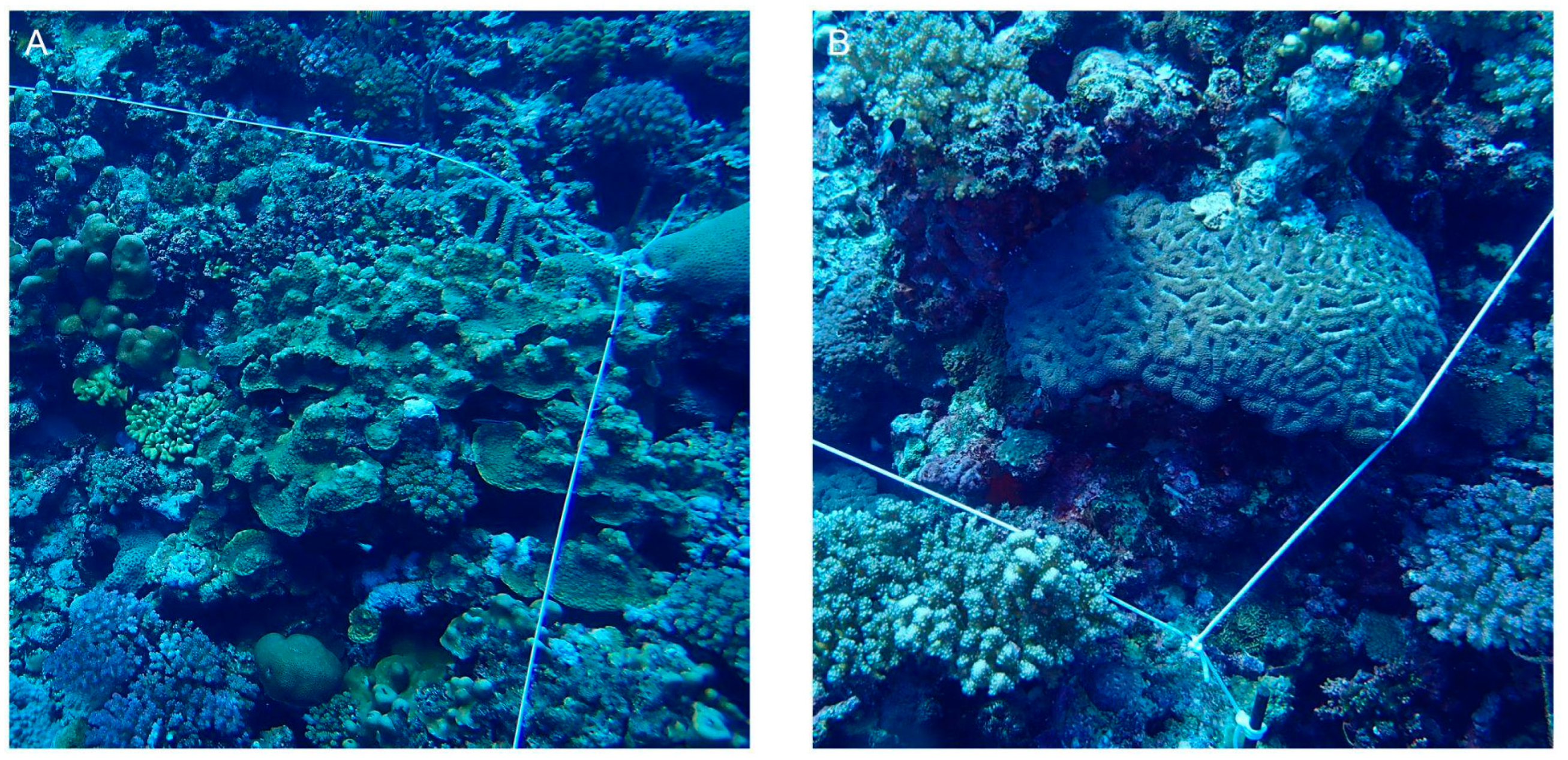 Diversity 16 00379 g010 Diversity 16 00379 g010