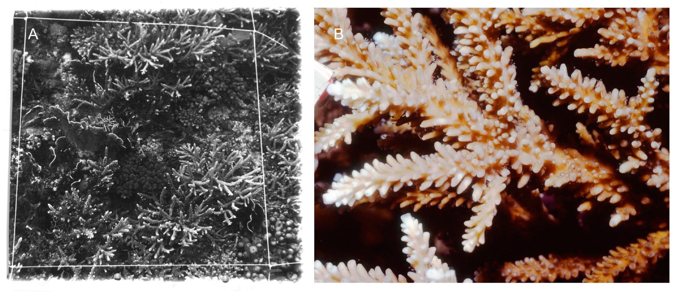 Diversity 16 00379 g016 Diversity 16 00379 g016