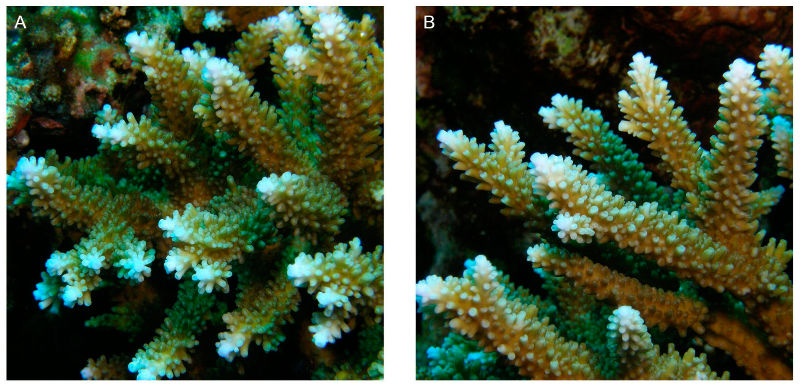 Diversity 16 00379 g018 Diversity 16 00379 g018