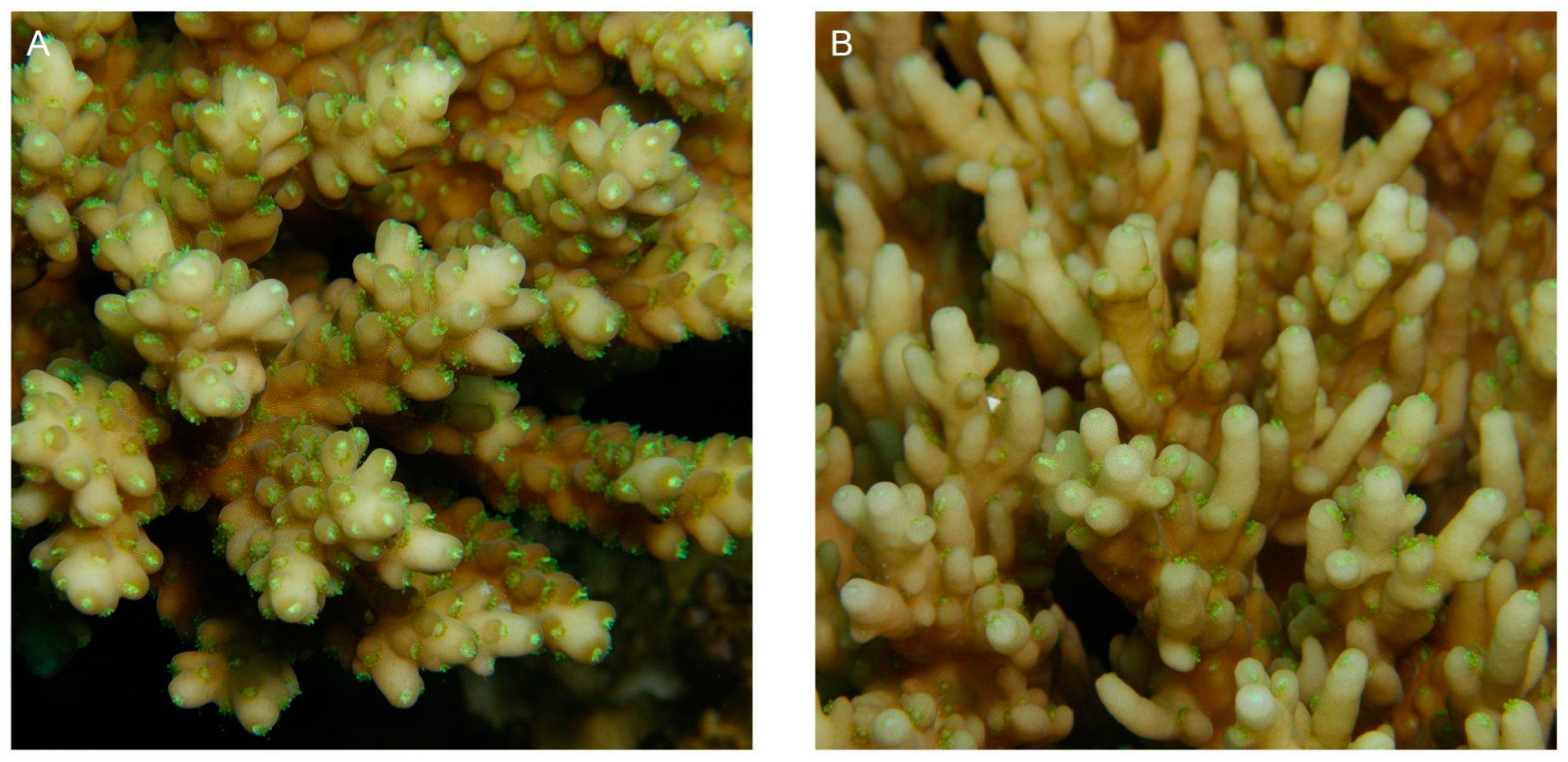 Diversity 16 00379 g019 Diversity 16 00379 g019