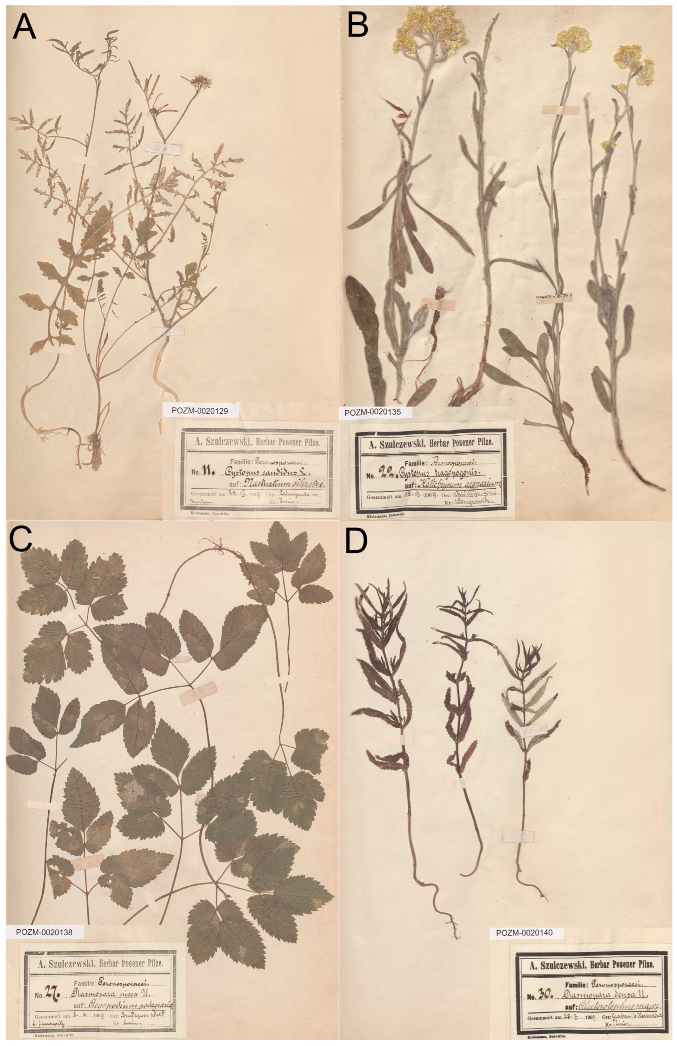 Diversity 16 00387 g003