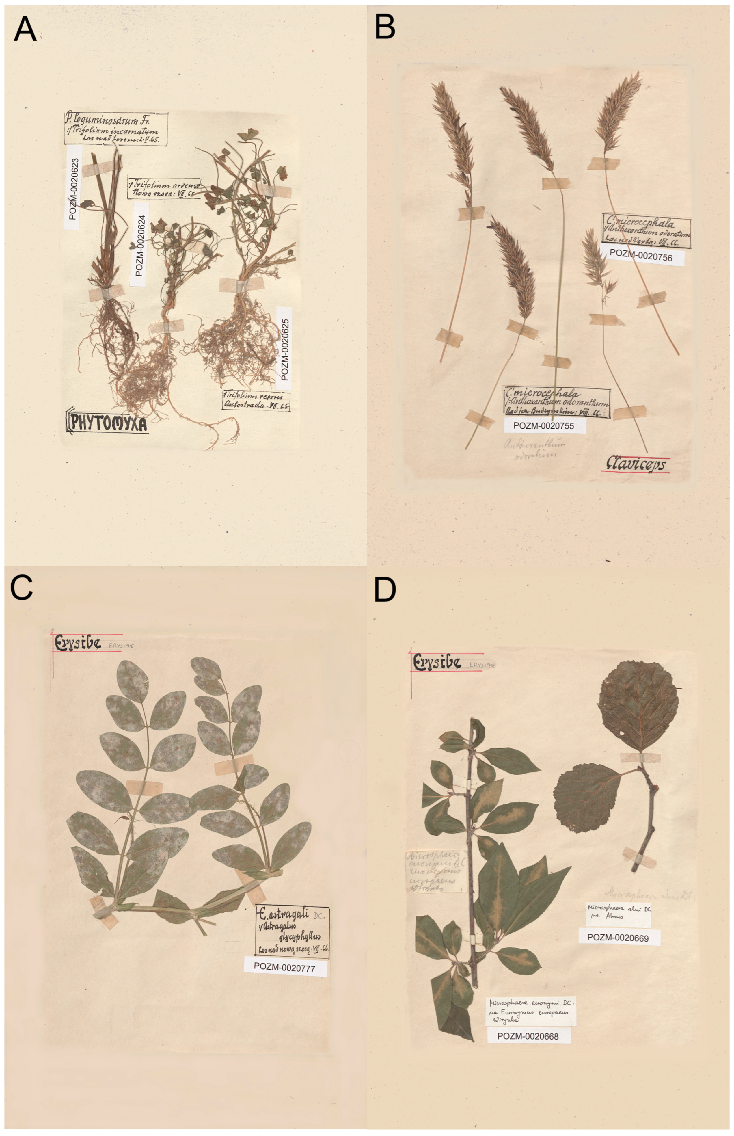 Diversity 16 00387 g005