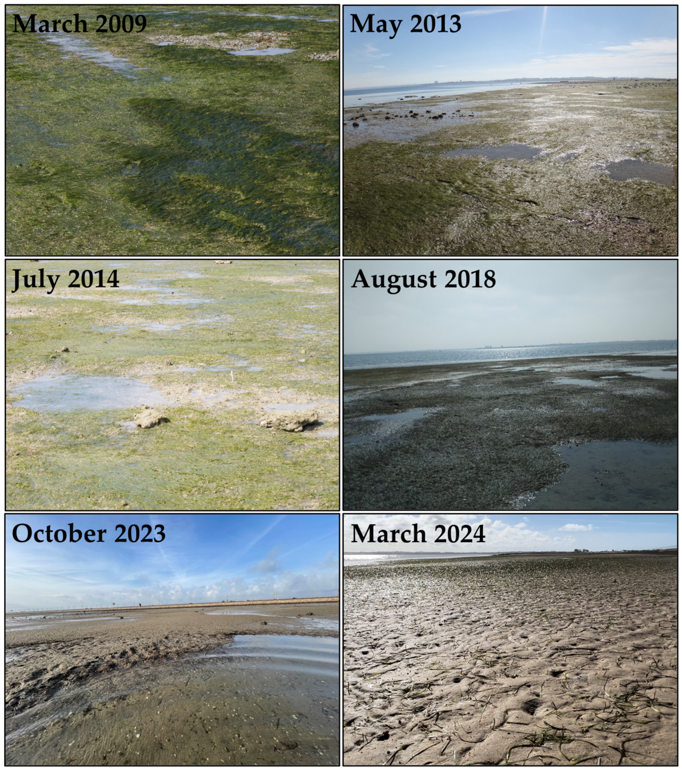 Diversity 16 00391 g006 Diversity 16 00391 g006