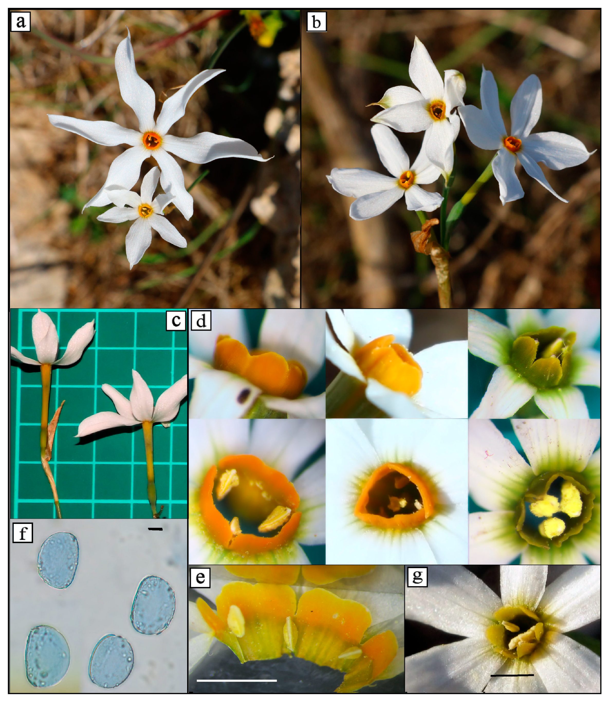 Diversity 16 00397 g001