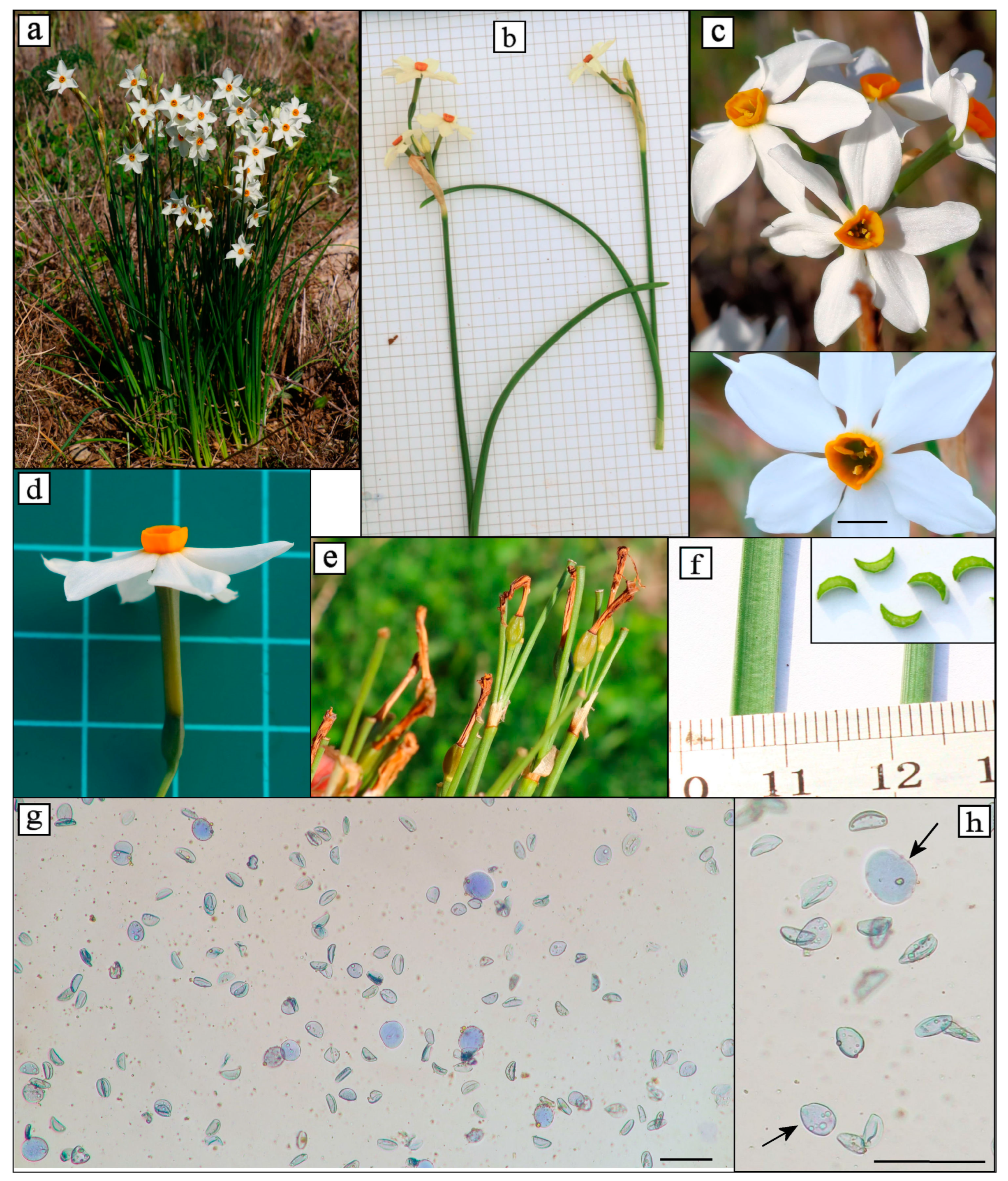 Diversity 16 00397 g002