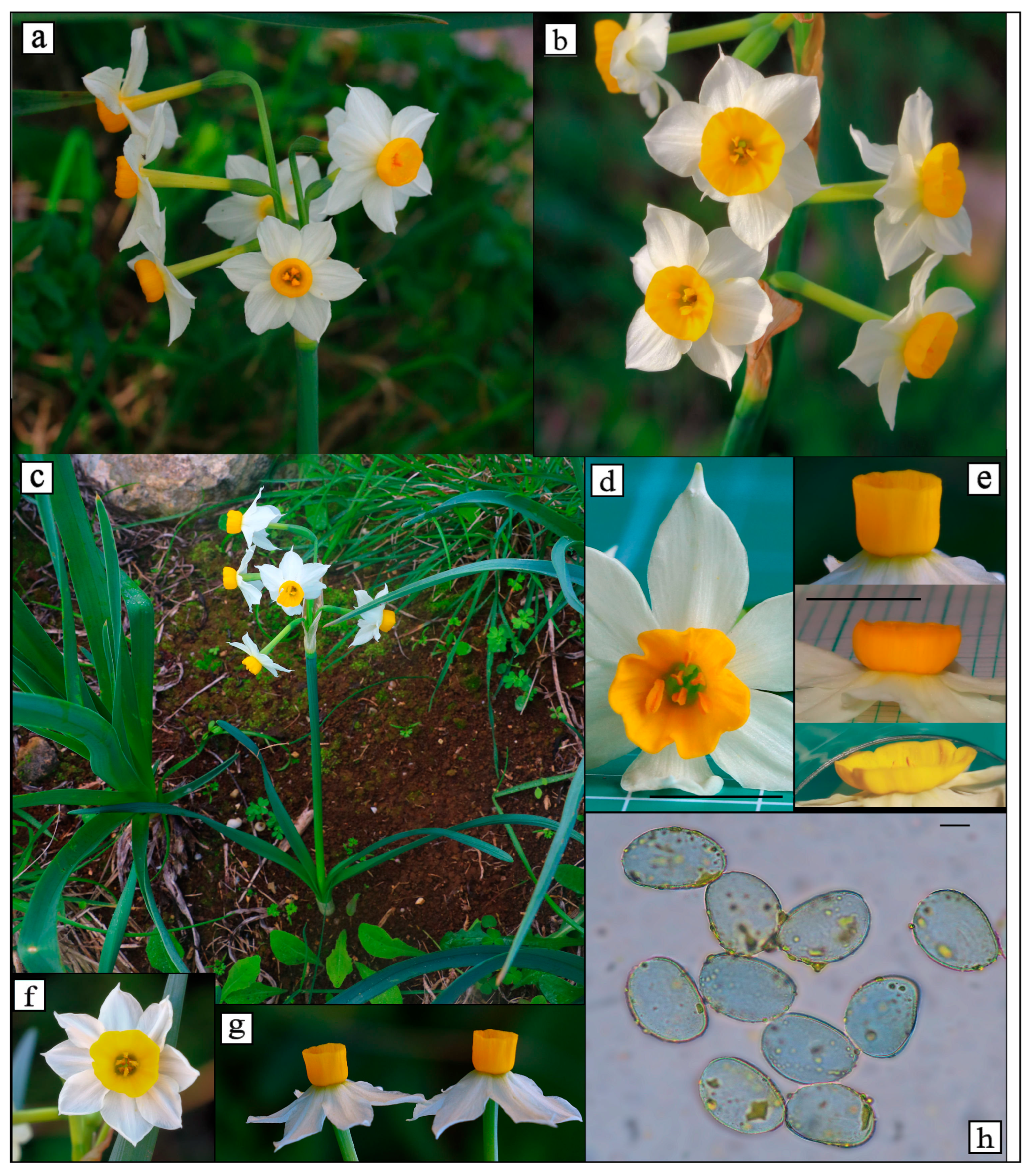 Diversity 16 00397 g003