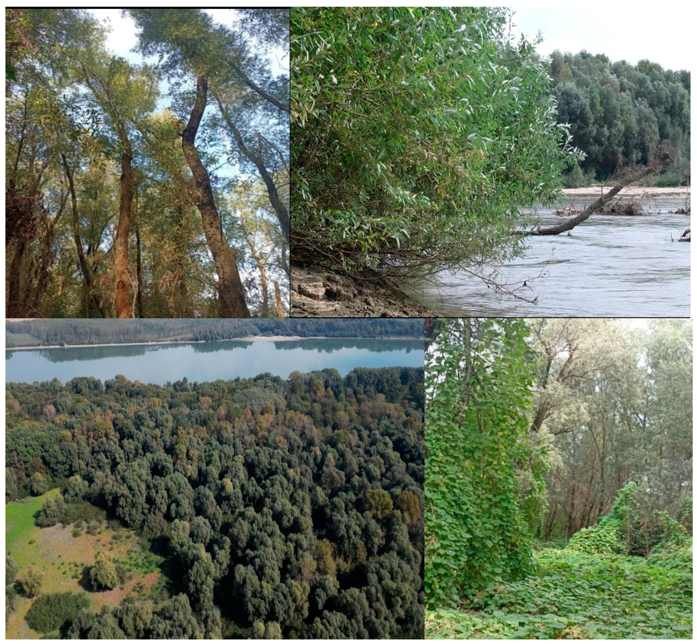 Diversity 16 00400 g004