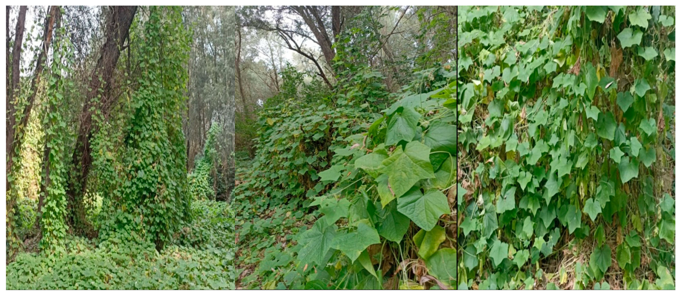 Diversity 16 00400 g005