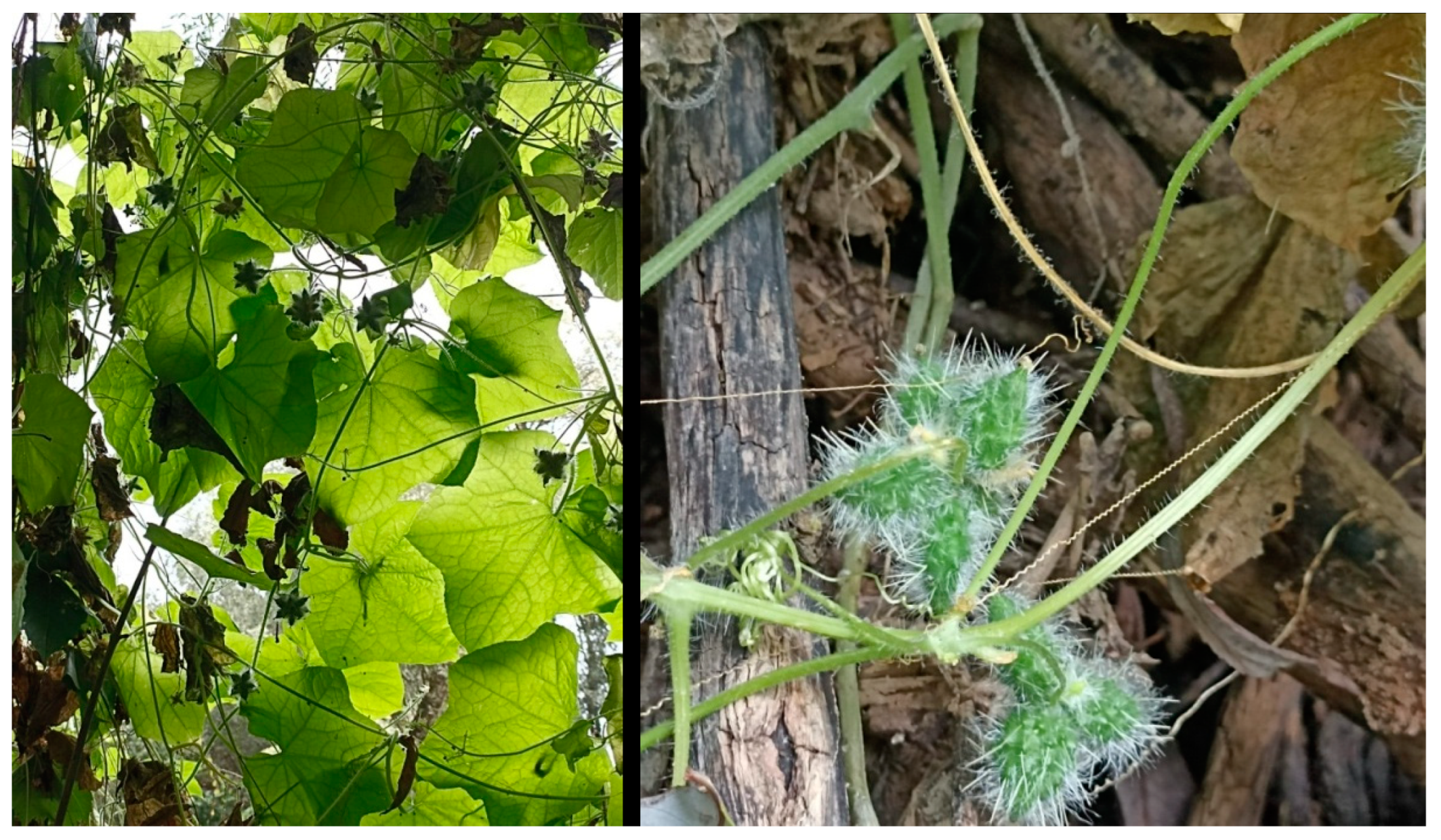 Diversity 16 00400 g008