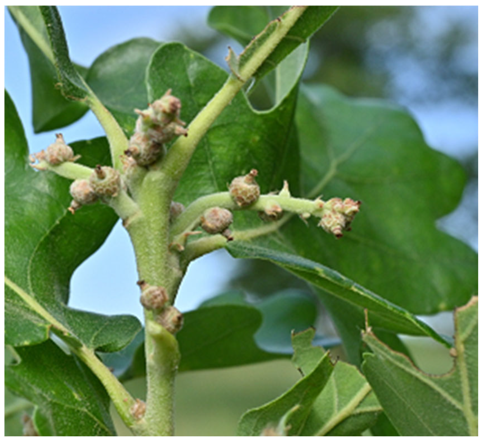 Diversity 16 00401 g001 Diversity 16 00401 g001