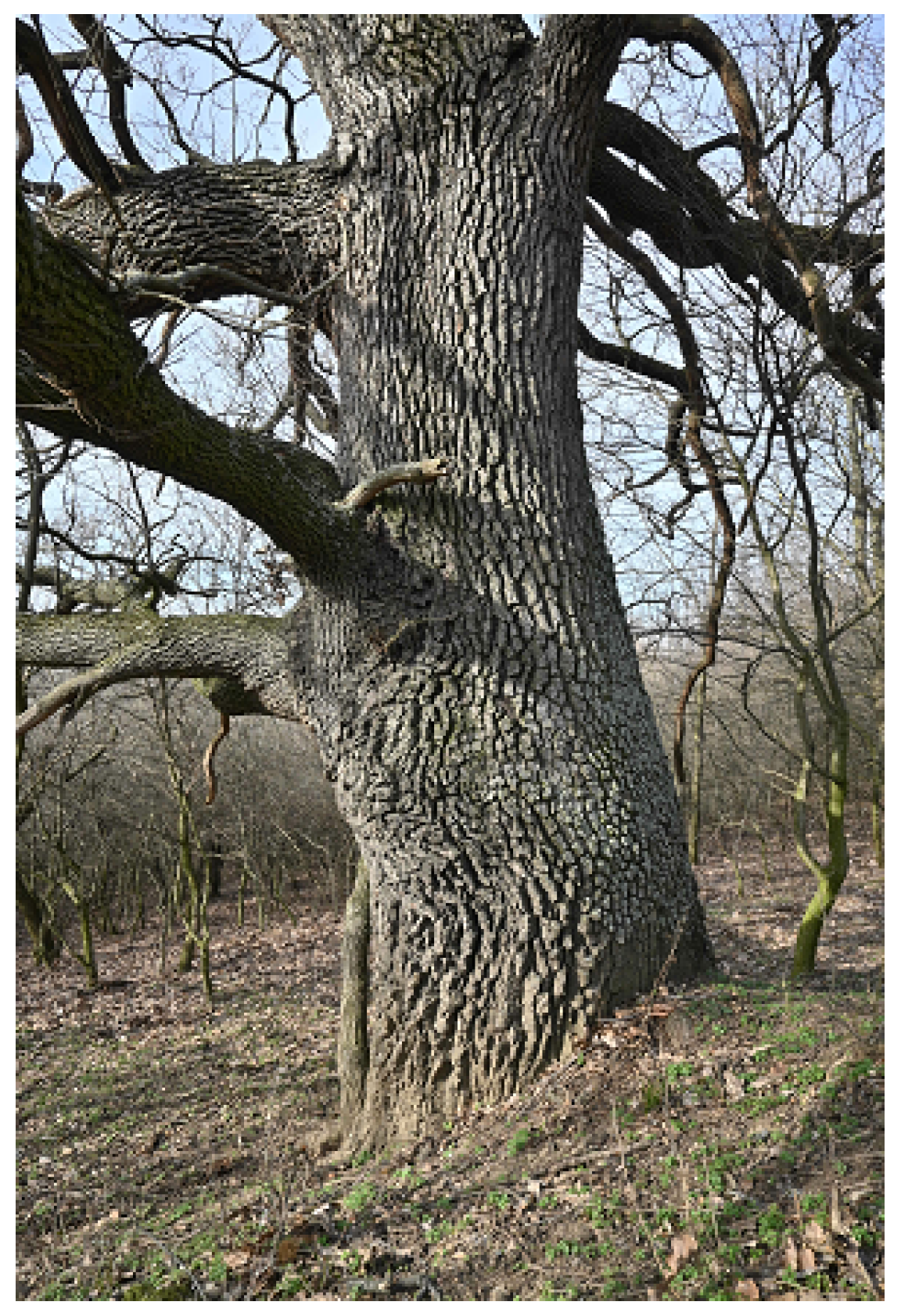 Diversity 16 00401 g004 Diversity 16 00401 g004