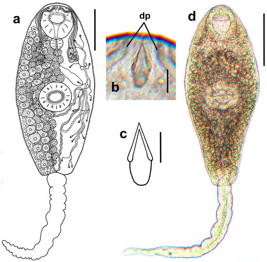 Untangling the “Renicola somateria” (Digenea, Renicolidae