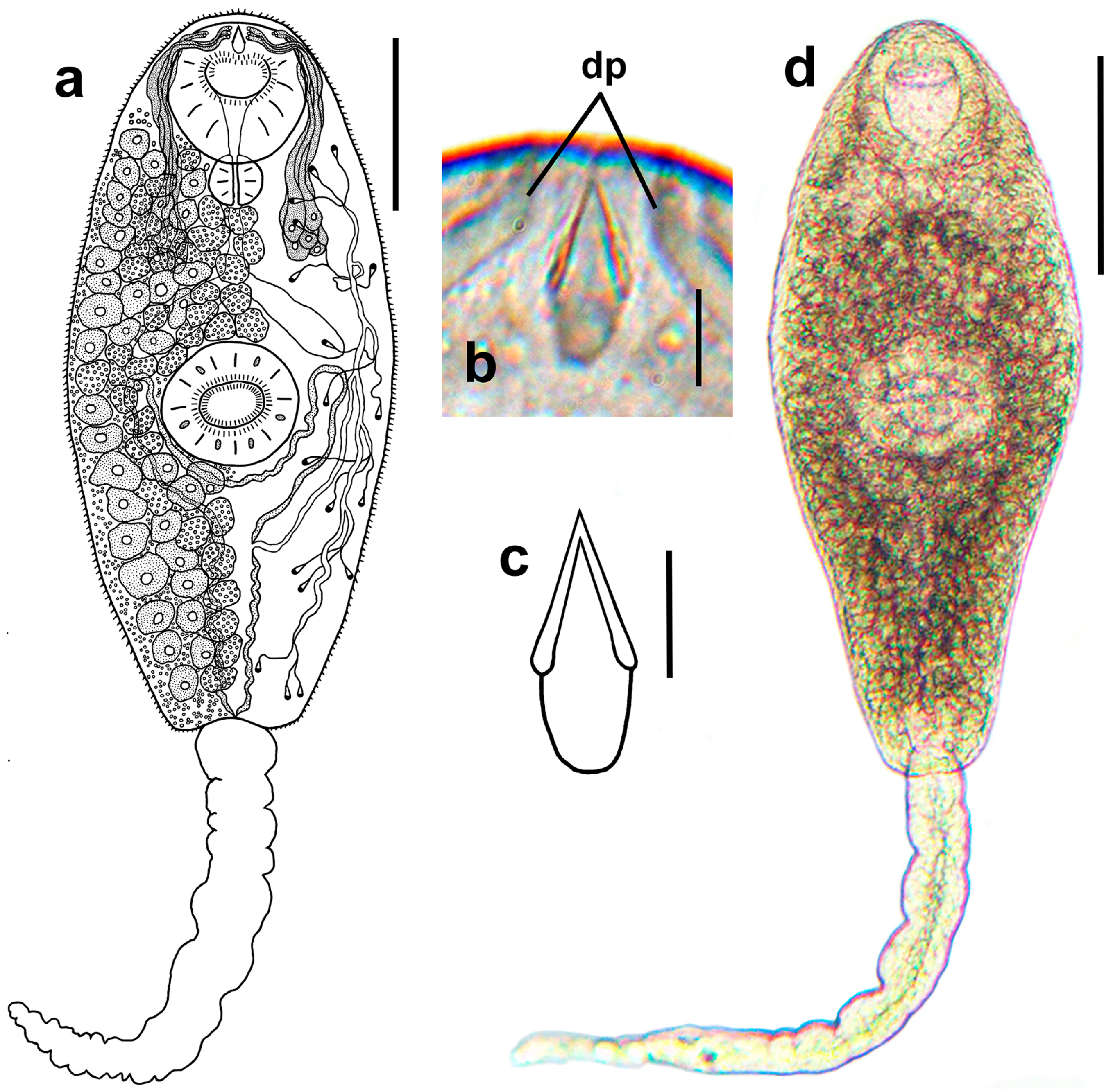 Diversity 16 00402 g003