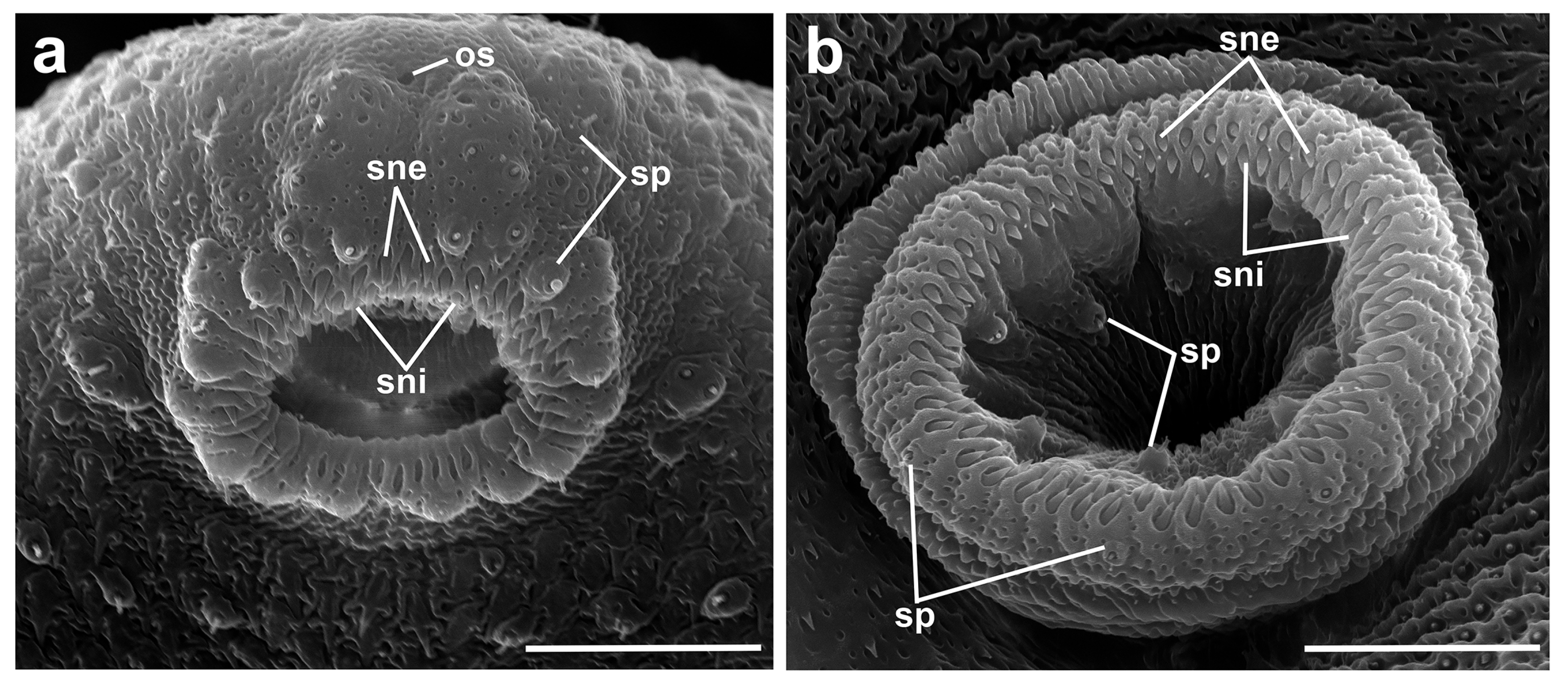 Diversity 16 00402 g004