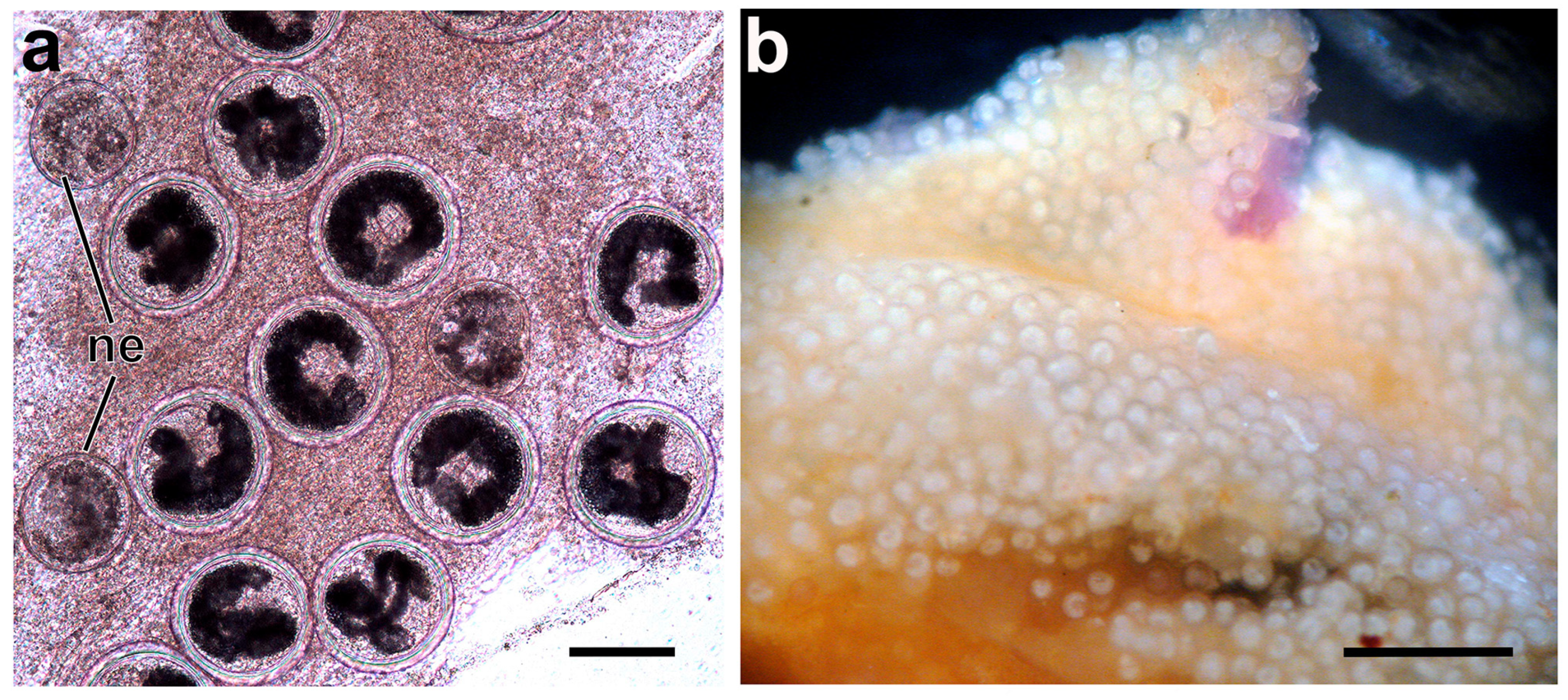 Diversity 16 00402 g008